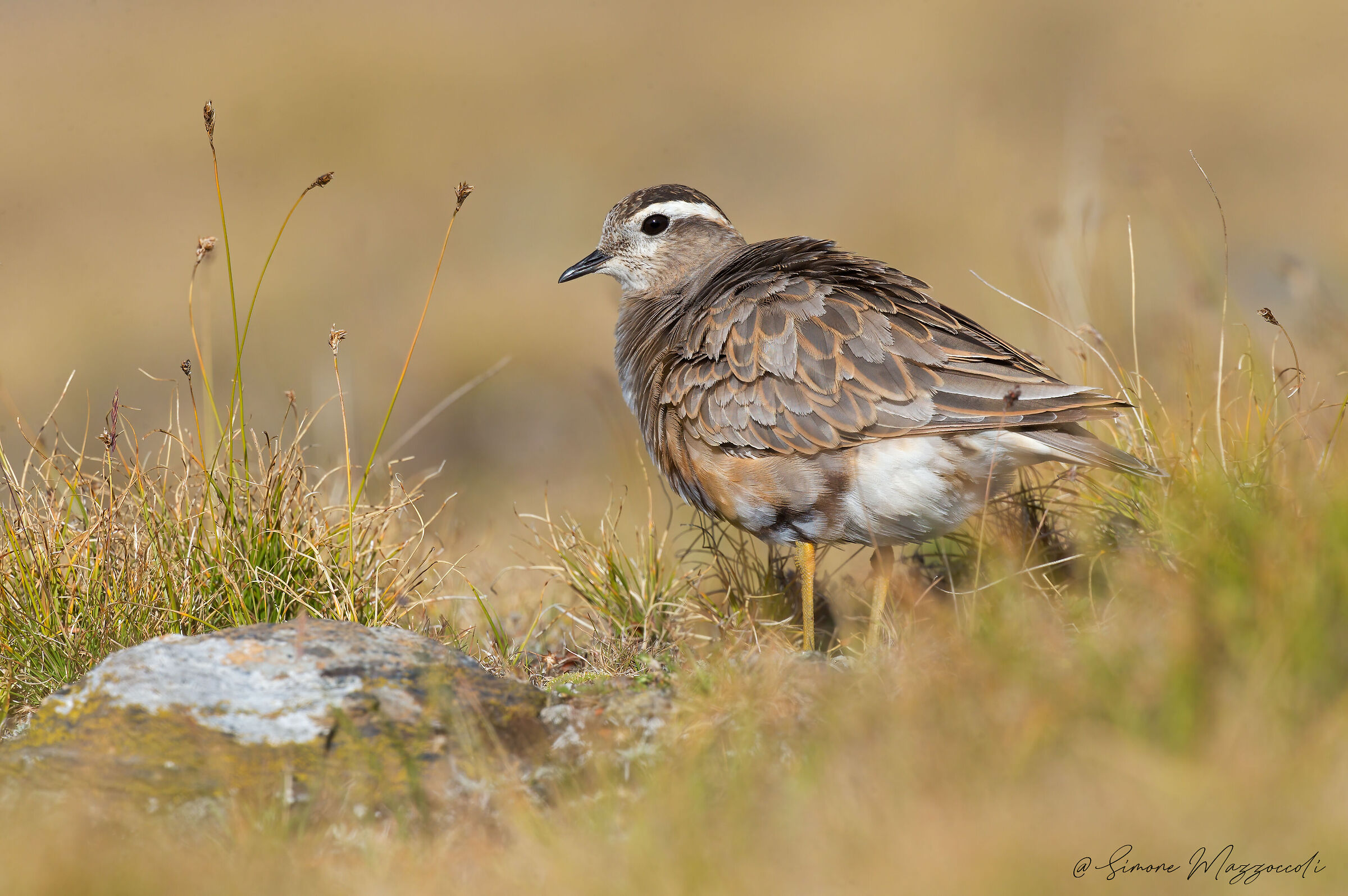 Plover Tortolino