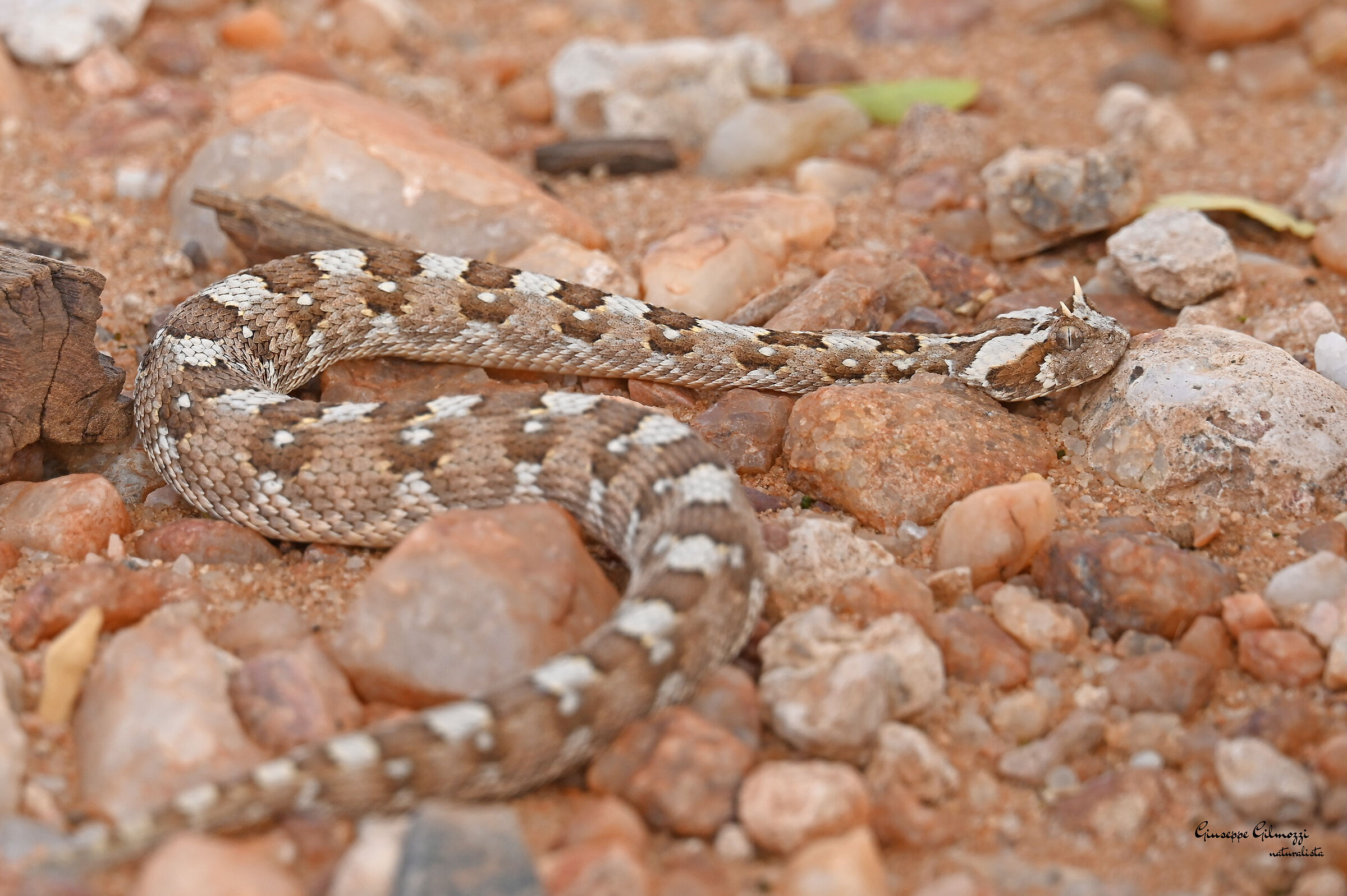 Bitis caudalis