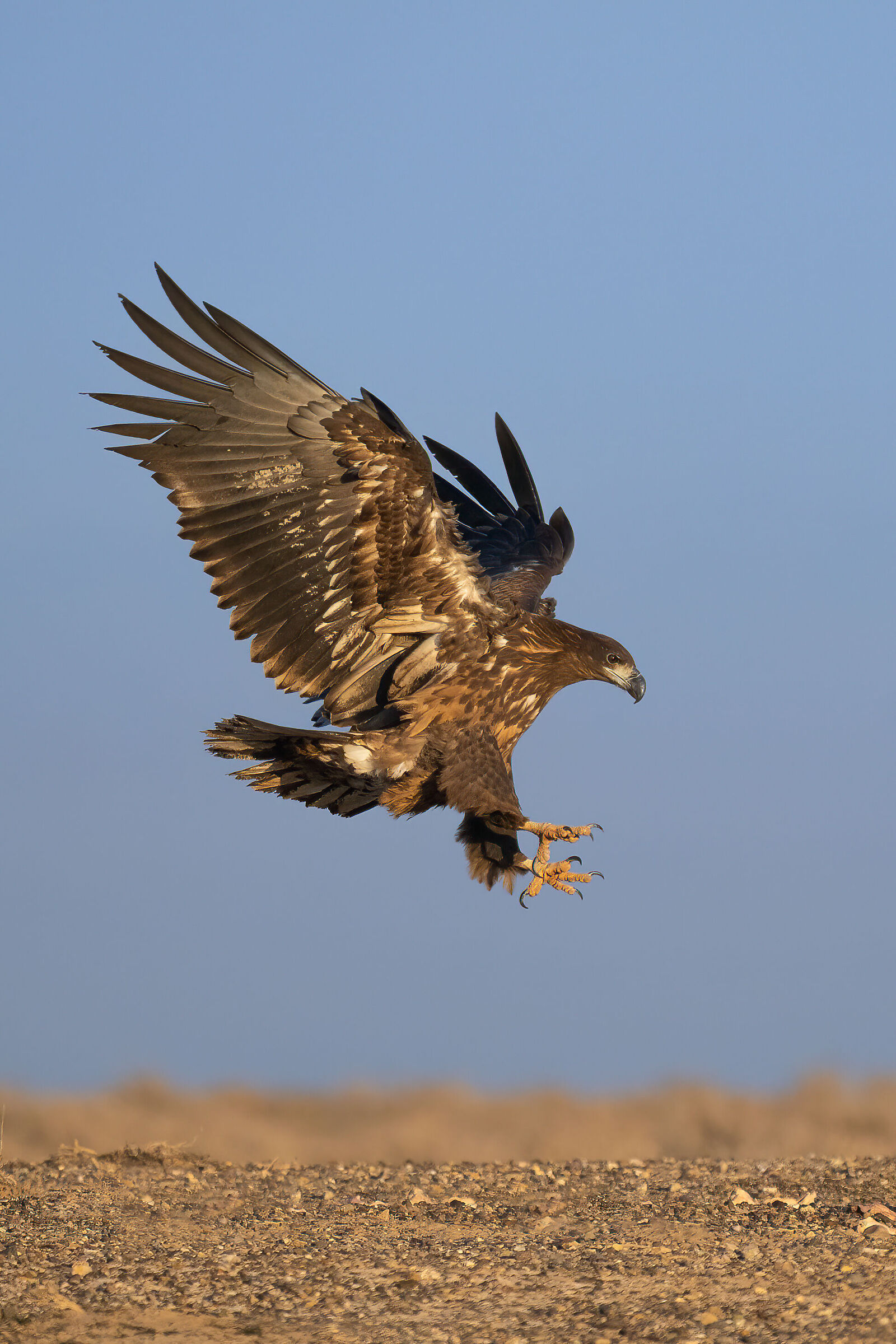 Aquila dalla coda bianca