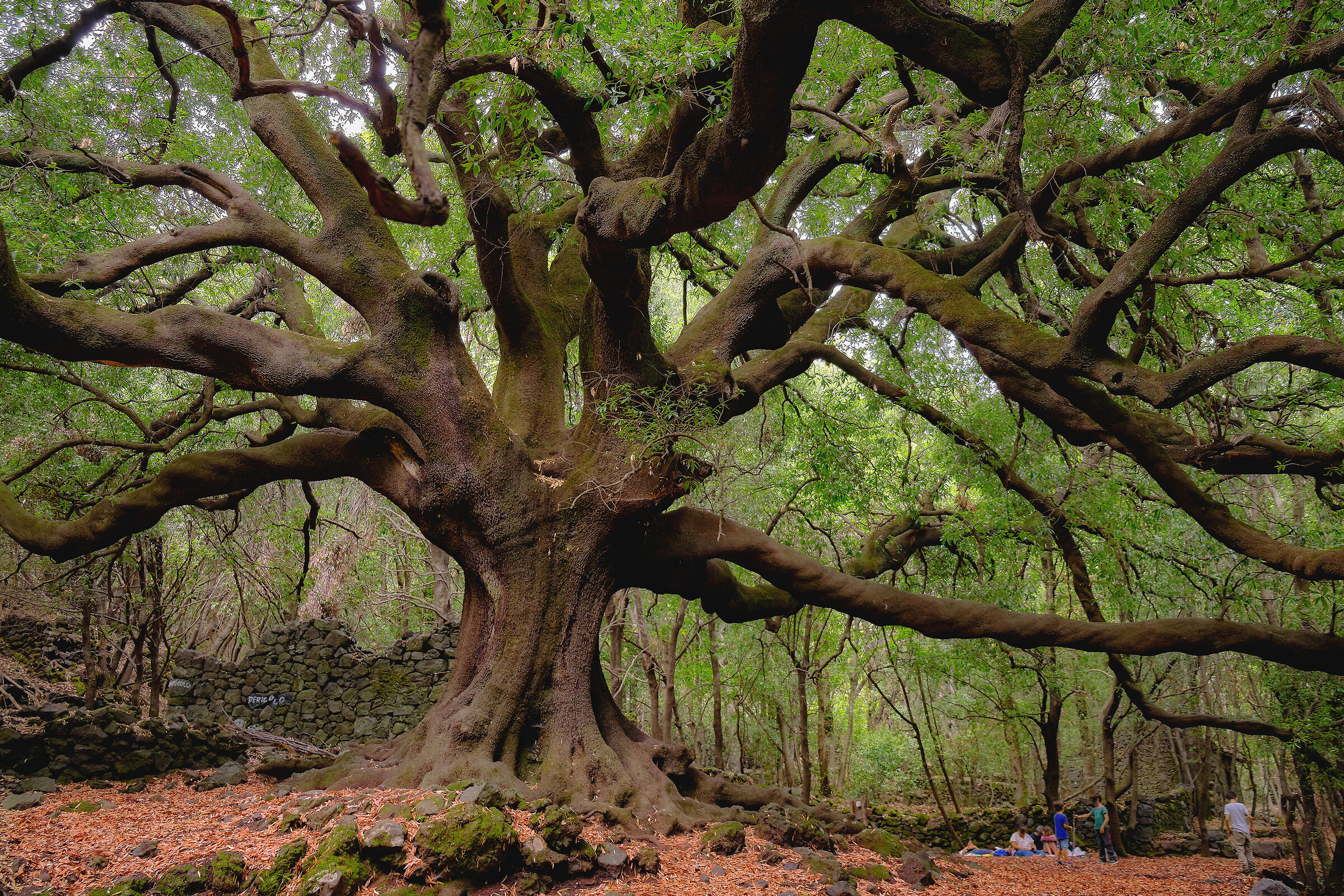 Al fresco del gigante