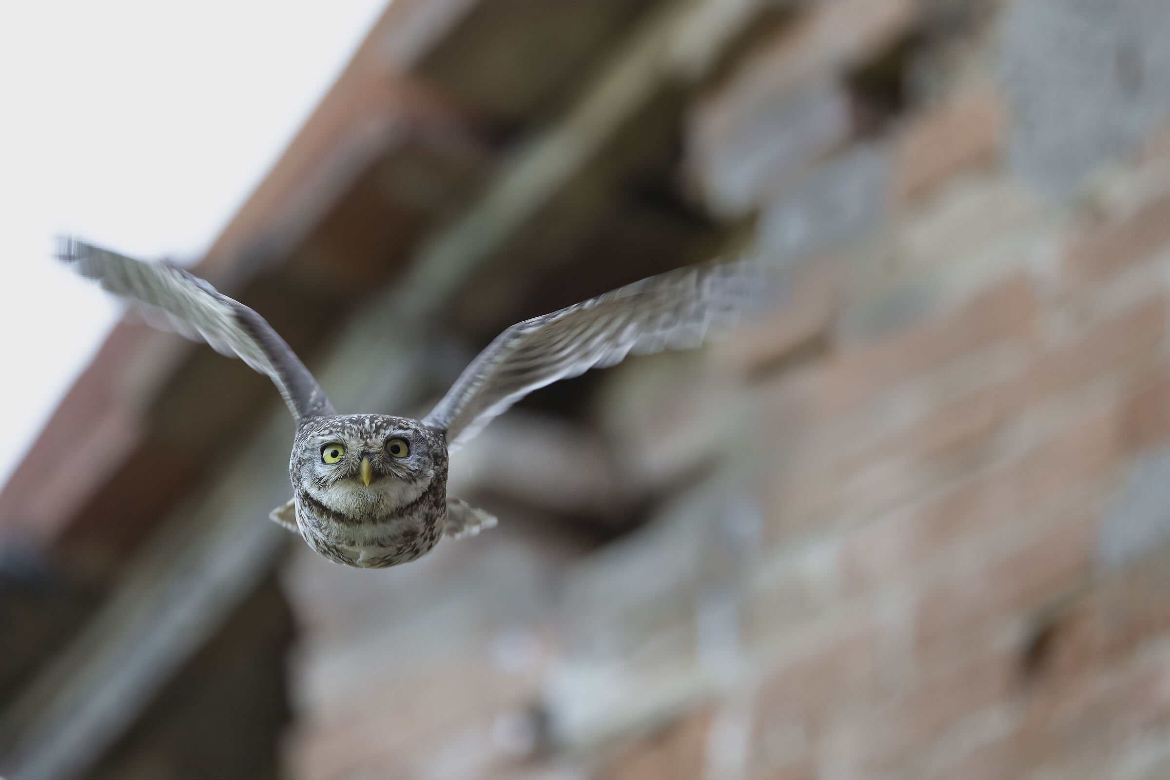 Fly little owl...