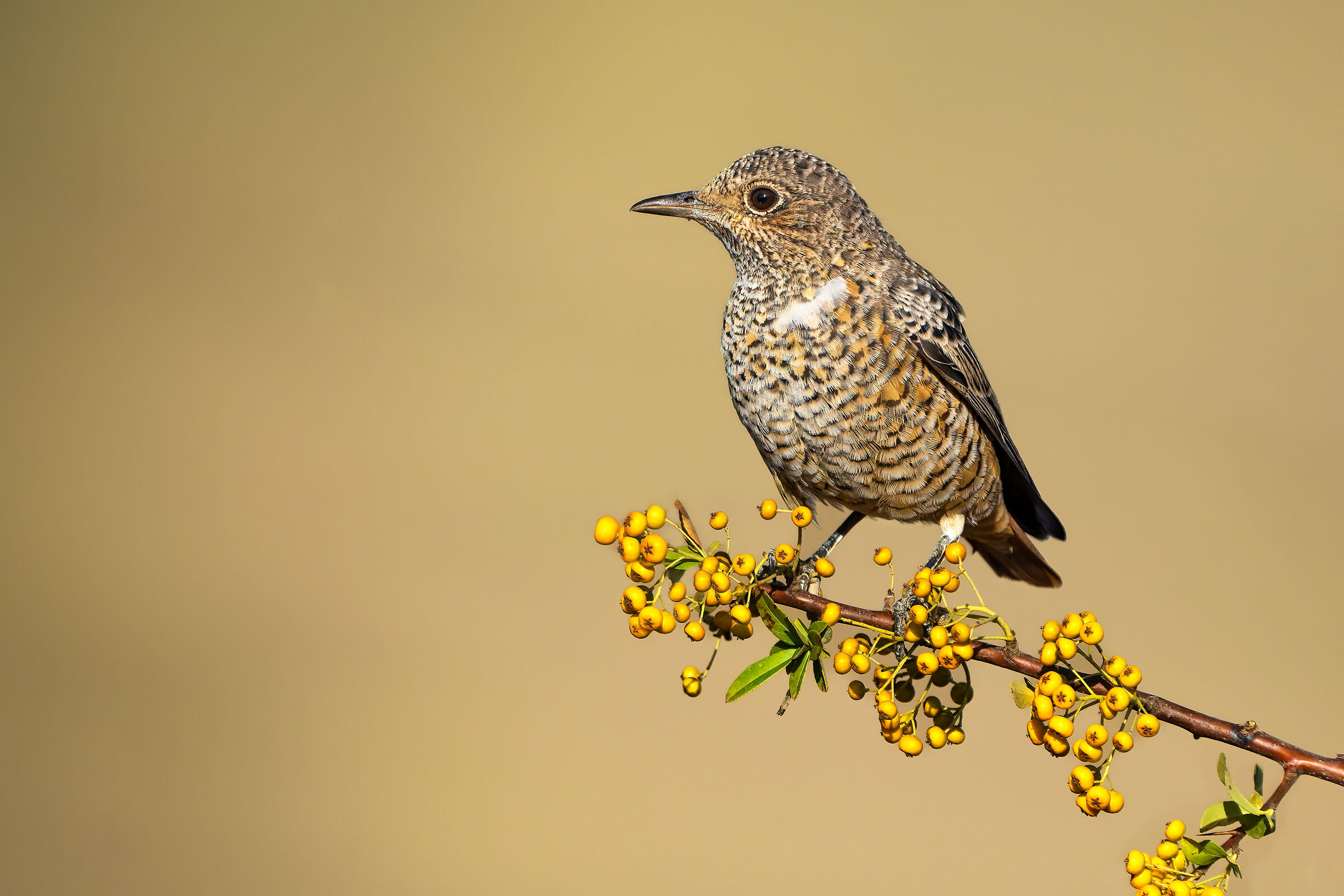 Tordo bottaccio comune