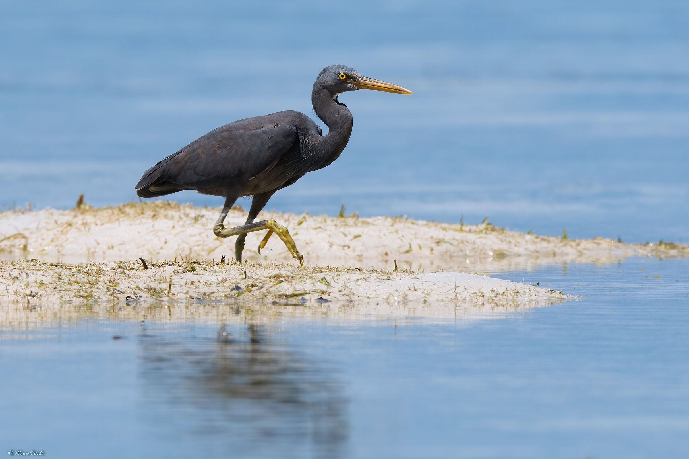 Eastern reef egret (Egretta sacra)