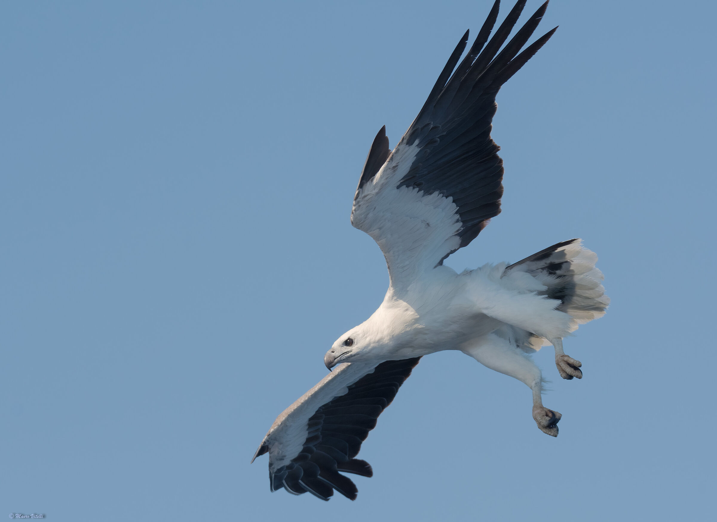 White-bellied fish eagle (Haliaeetus leucogaster)