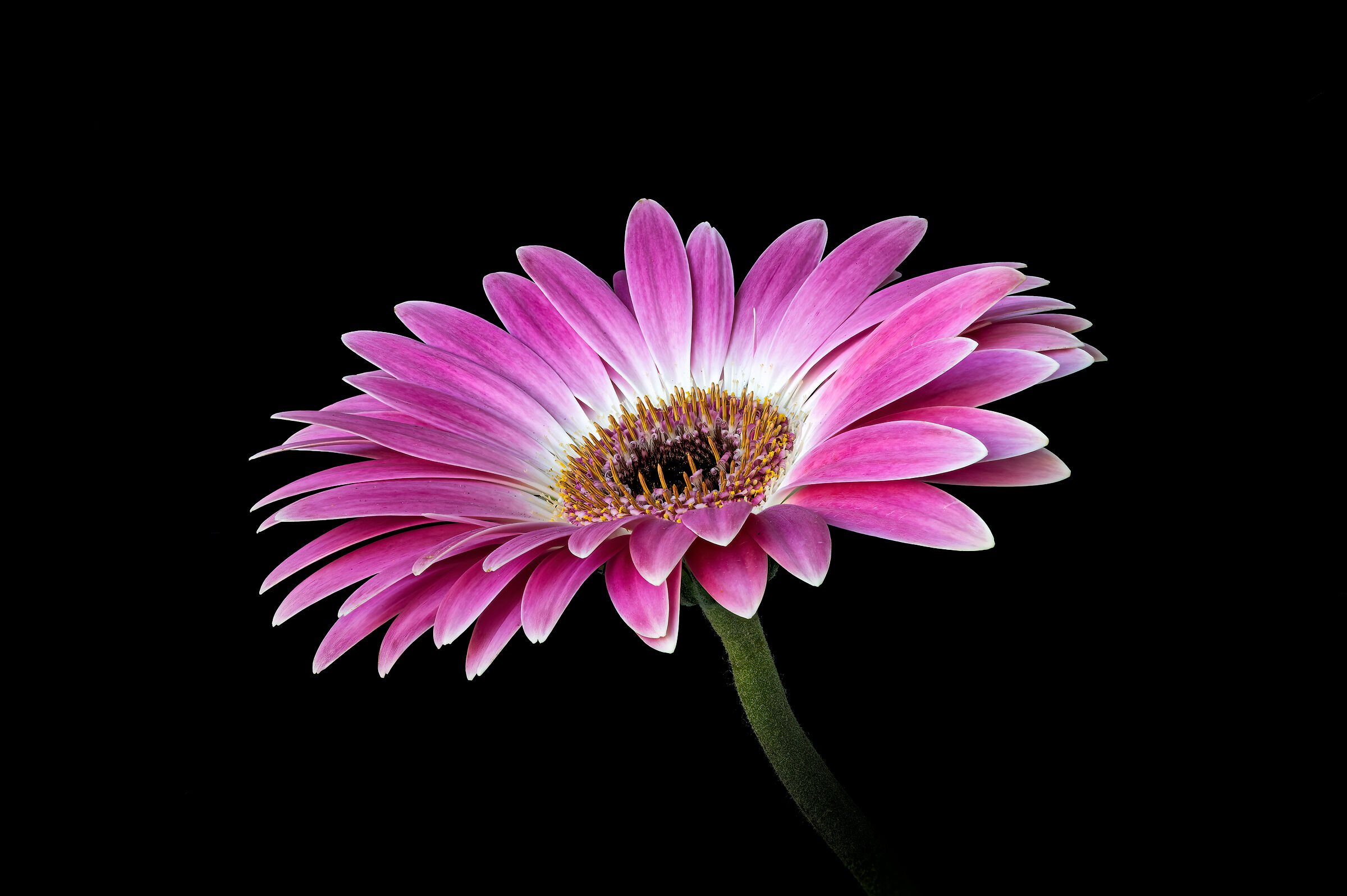 Gerbera