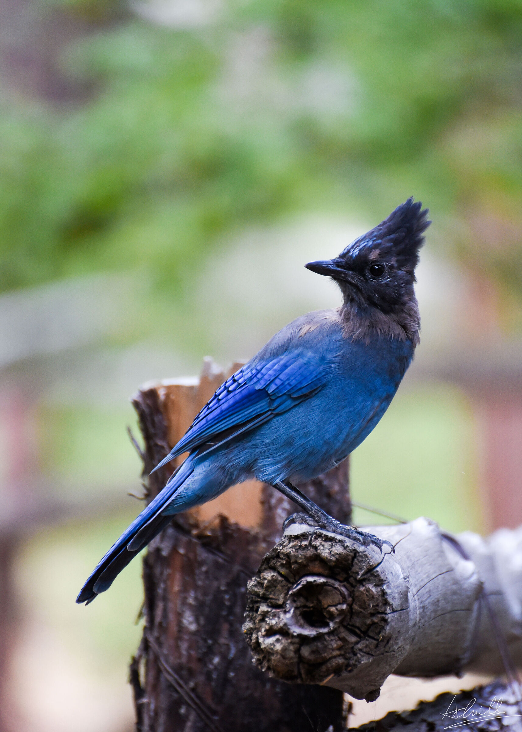 Steller's jay