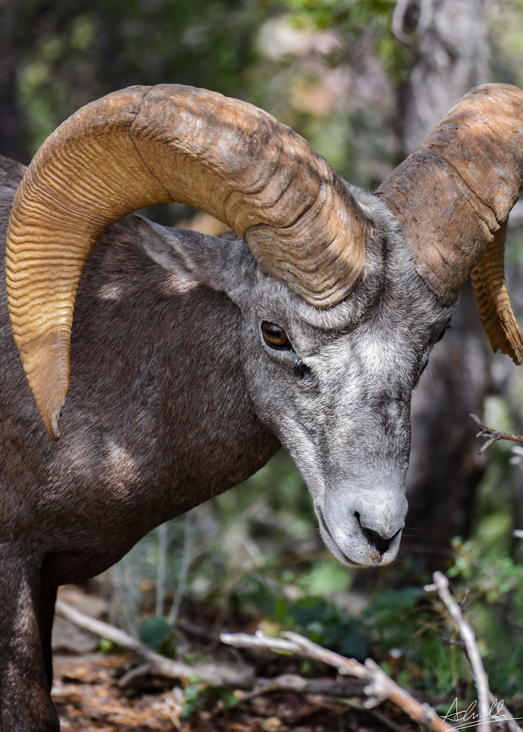 Bighorn sheep