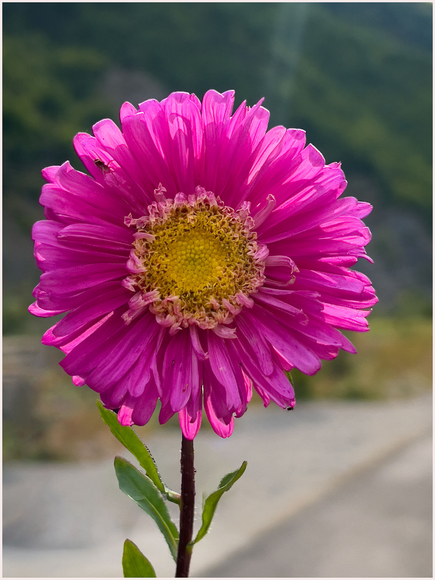 Non sono un girasole