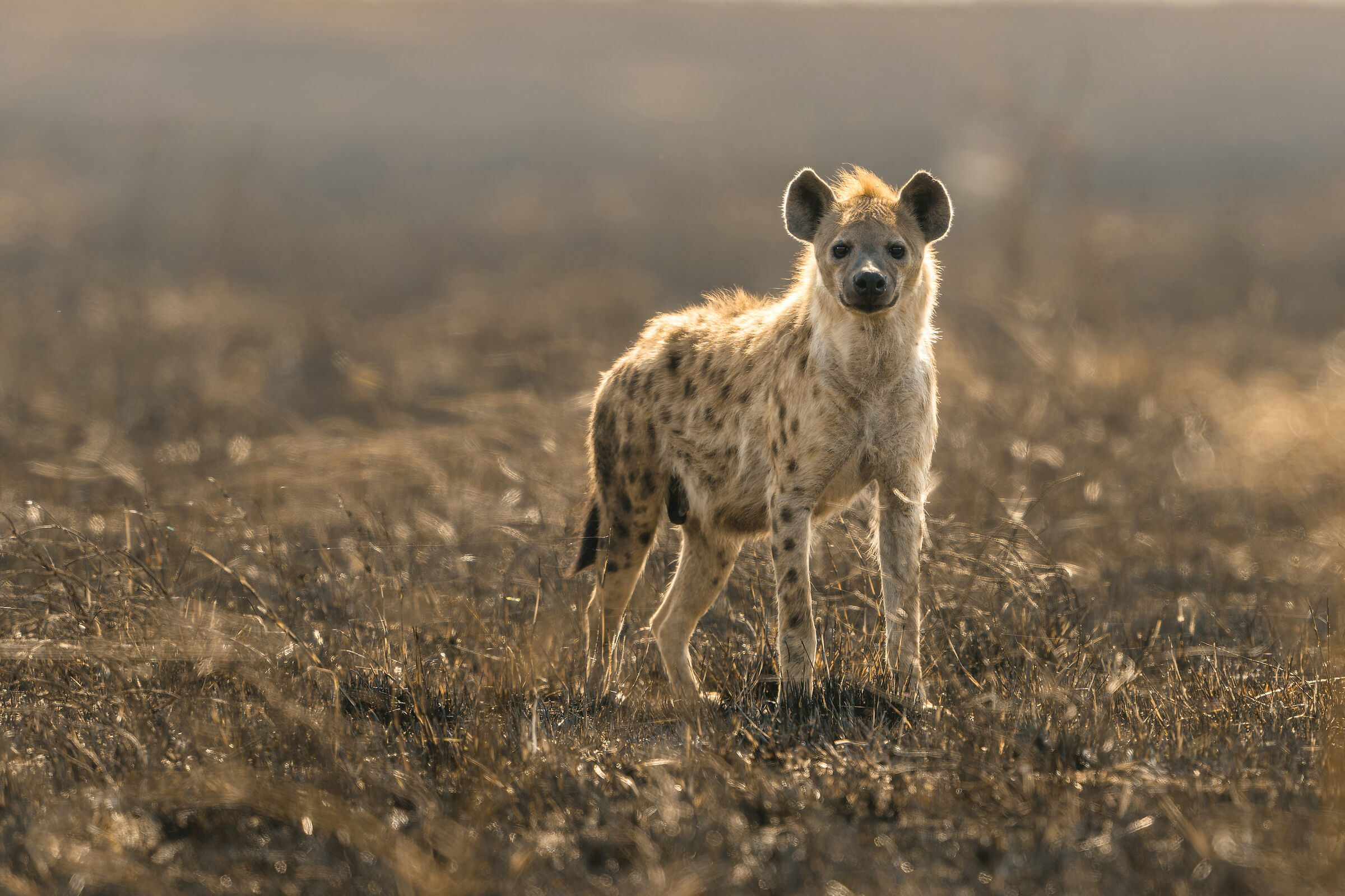 Hyena, Serengeti.
