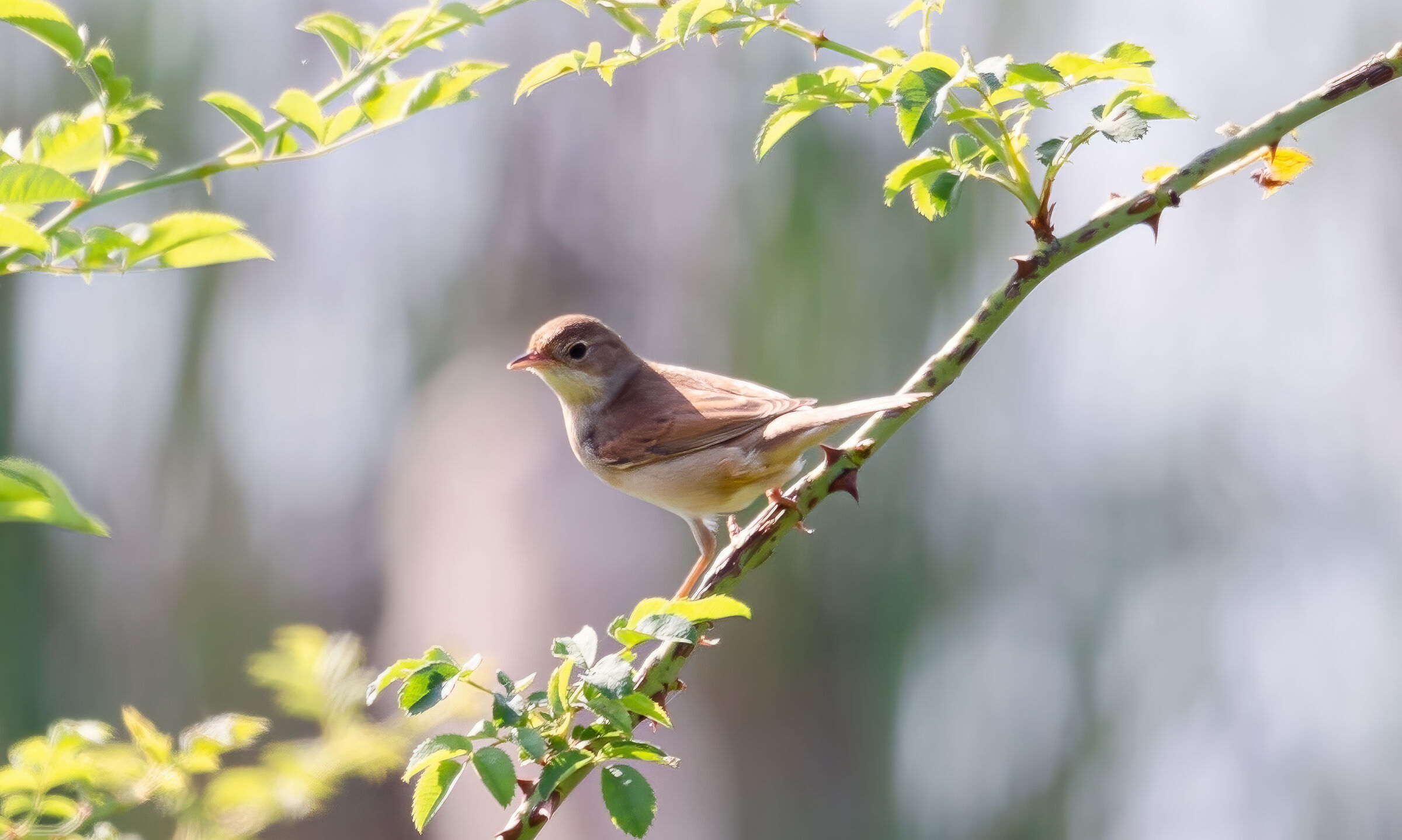 whitethroat
