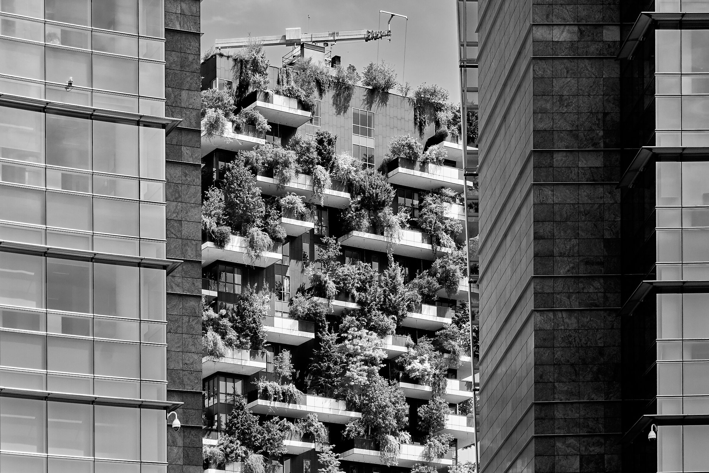 MILAN 6