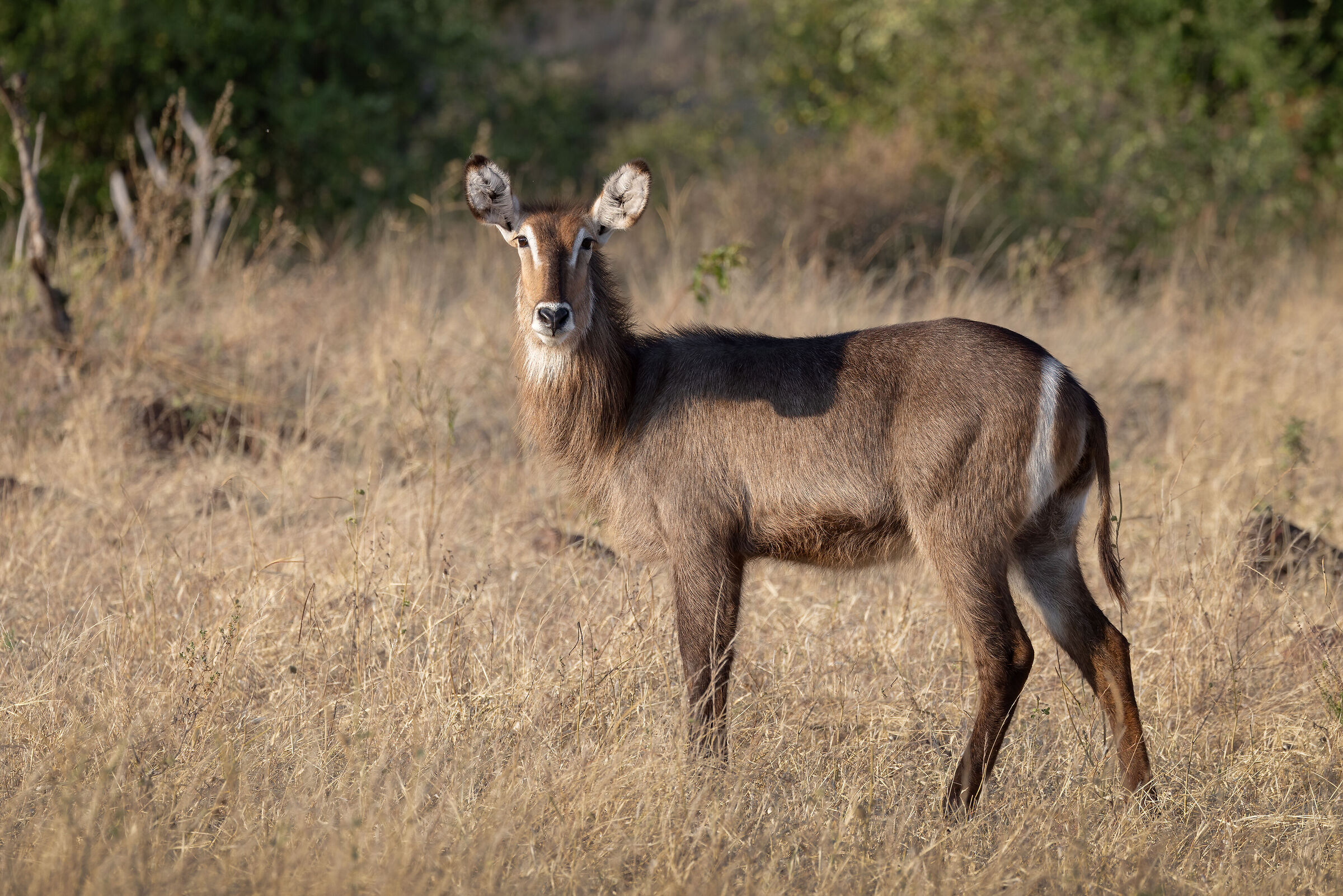 Cobo or Waterbuck