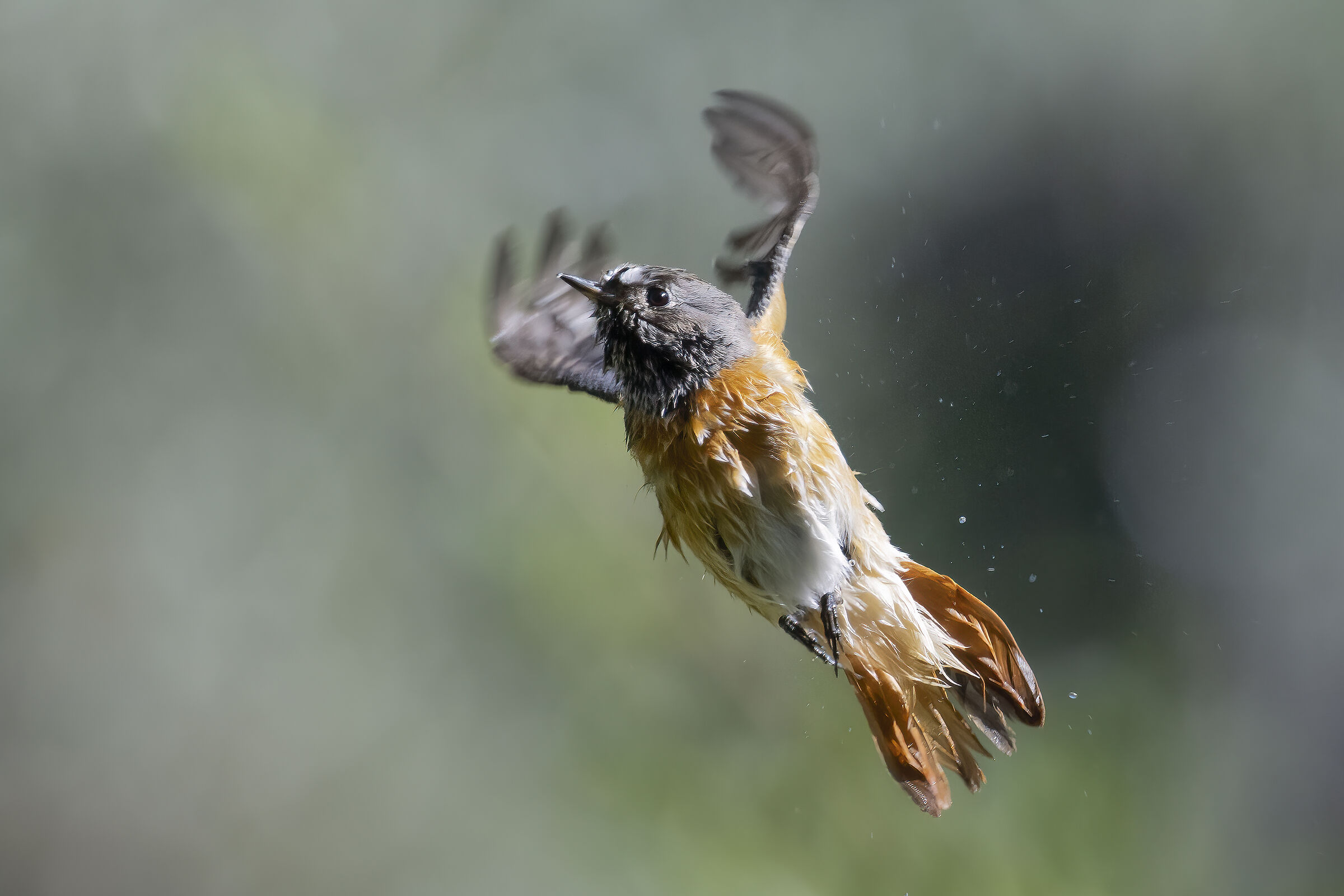flying after bathing