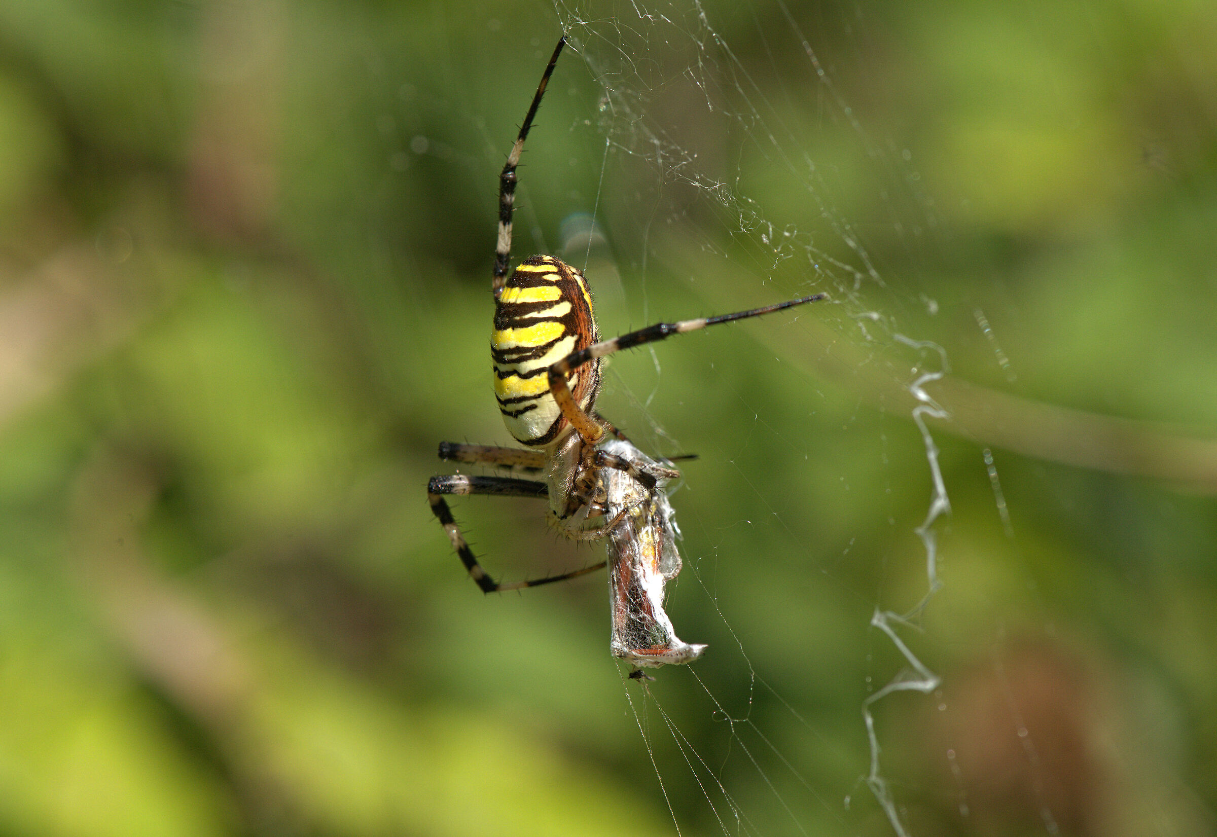 Argiope bruennichi femmina