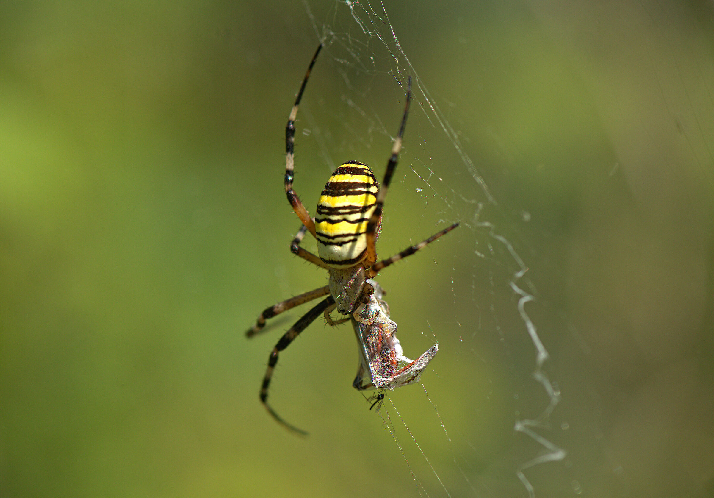 Argiope bruennichi femmina