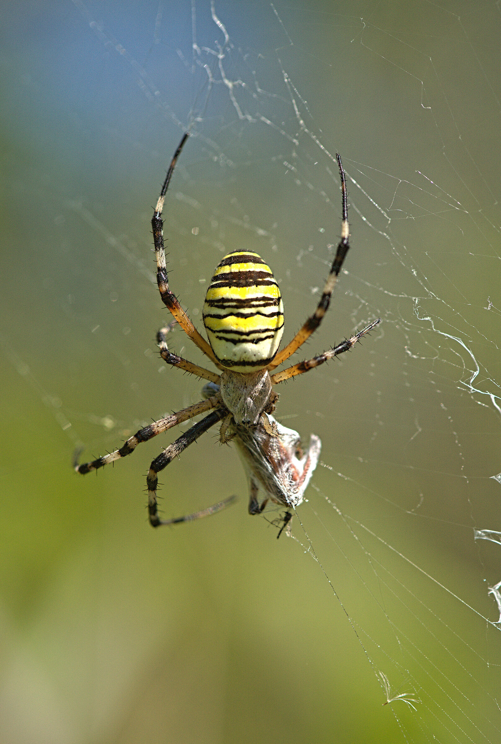 Argiope bruennichi femmina