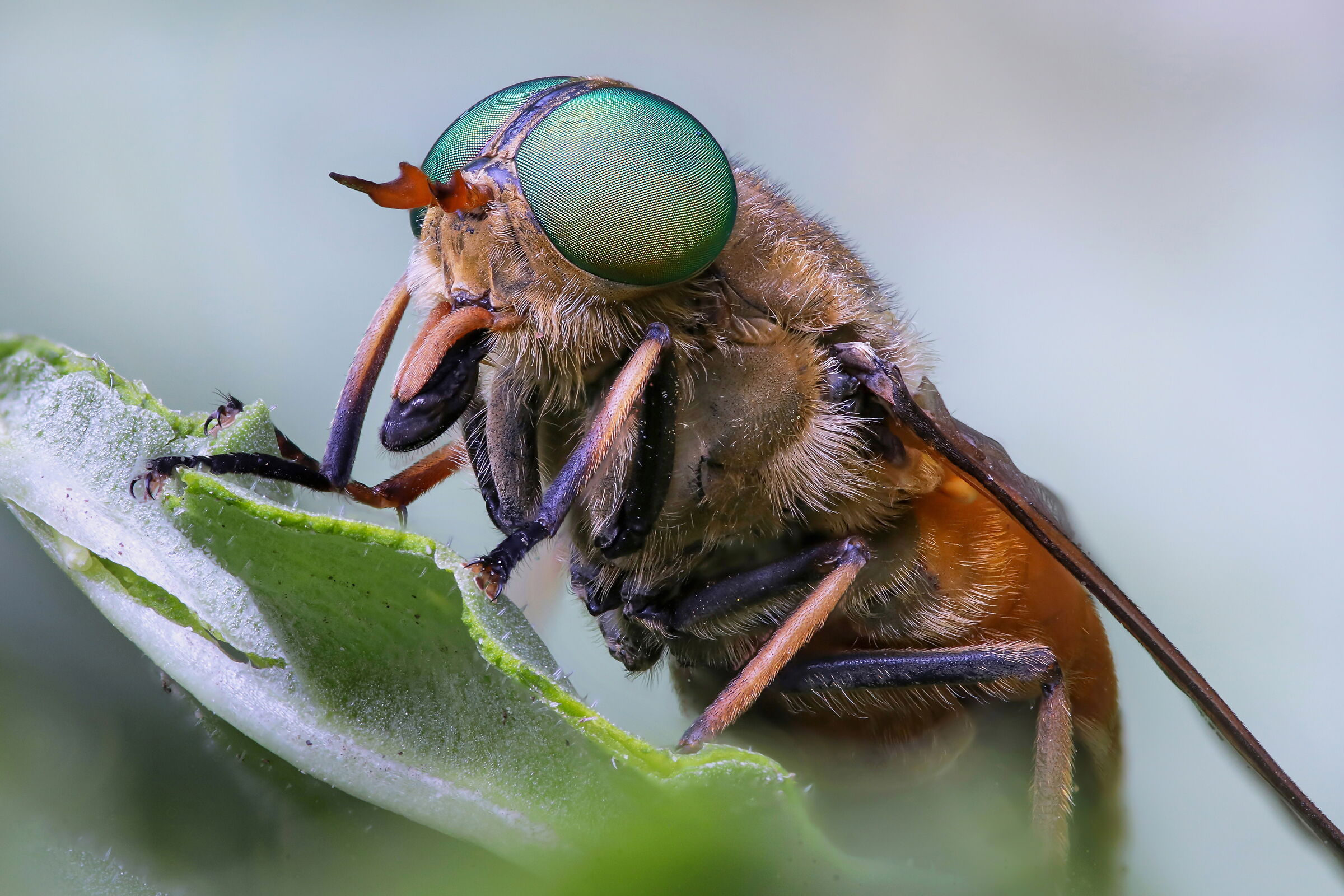 Philipomyia sp. z o.o.