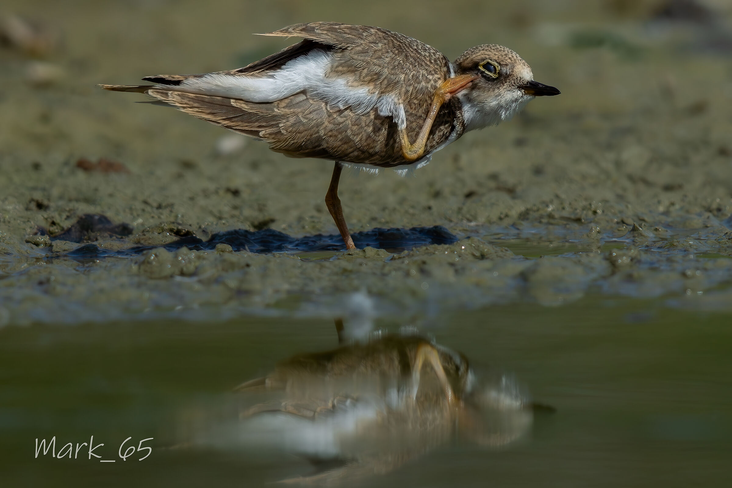 little ringed plover