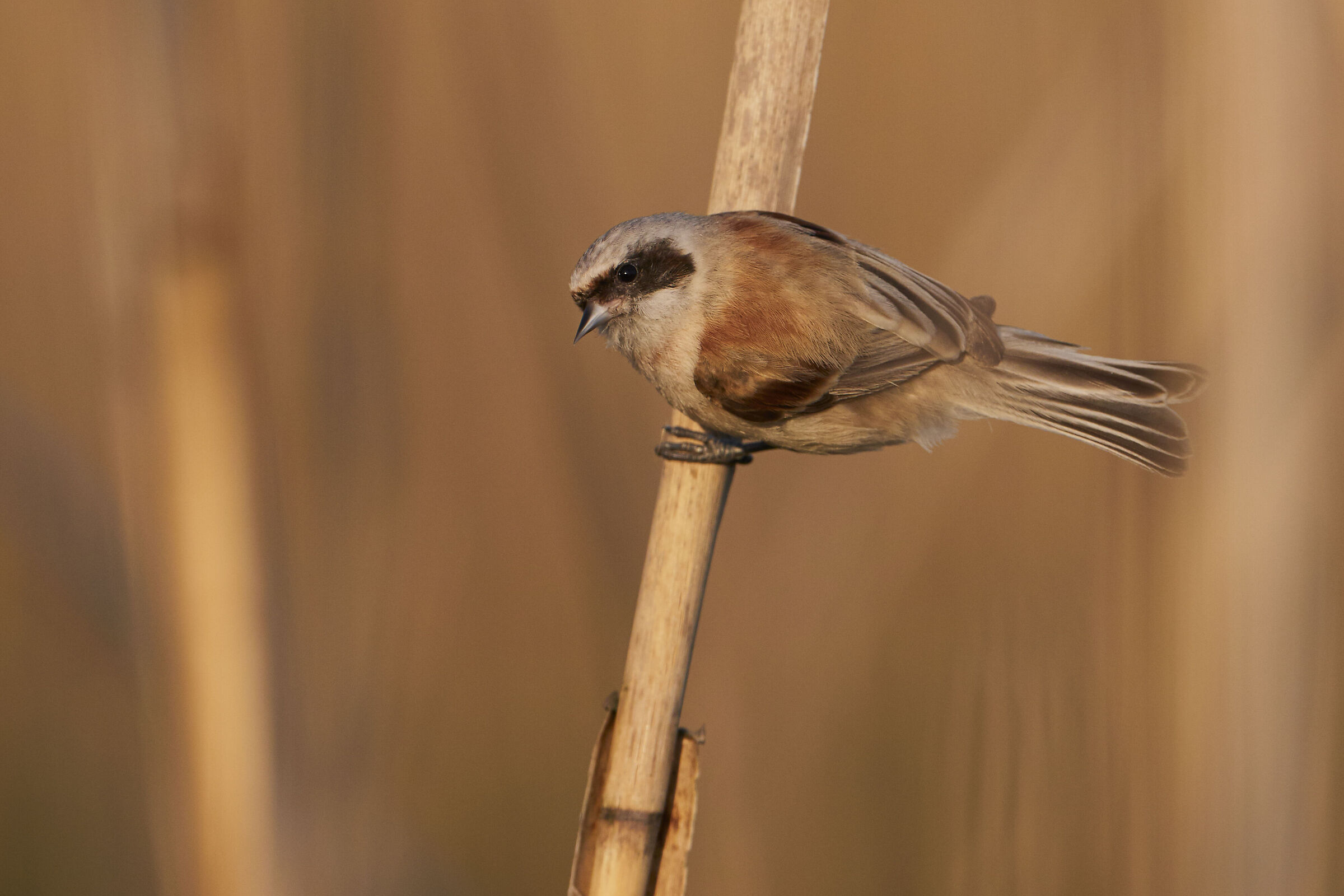 Cincia pendulina ( Remiz pendulinus )