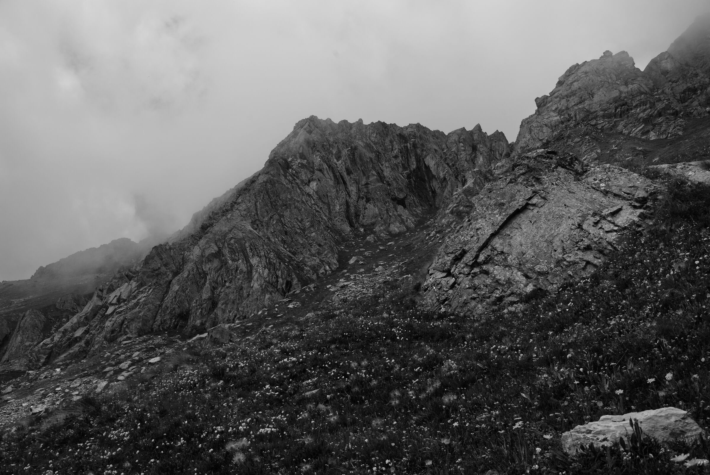 Alpi tipiche