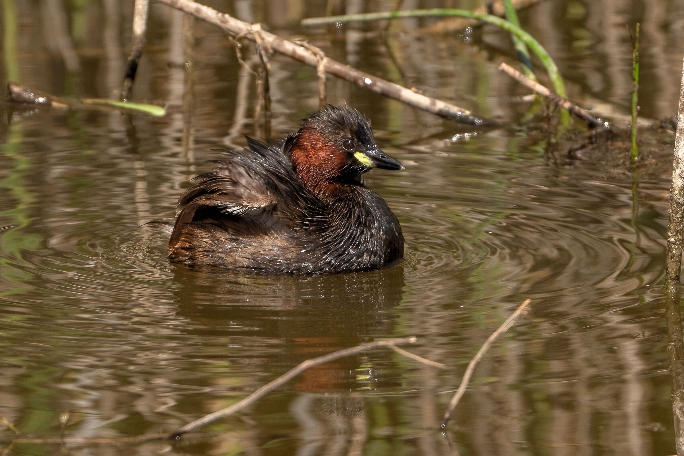 Little grebe (Tachybaptus ruficollis)