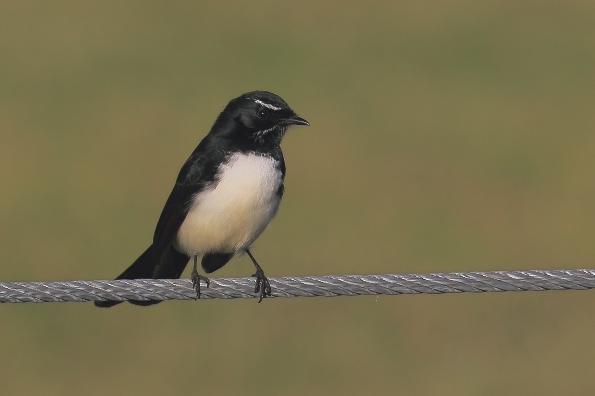 Wagtail