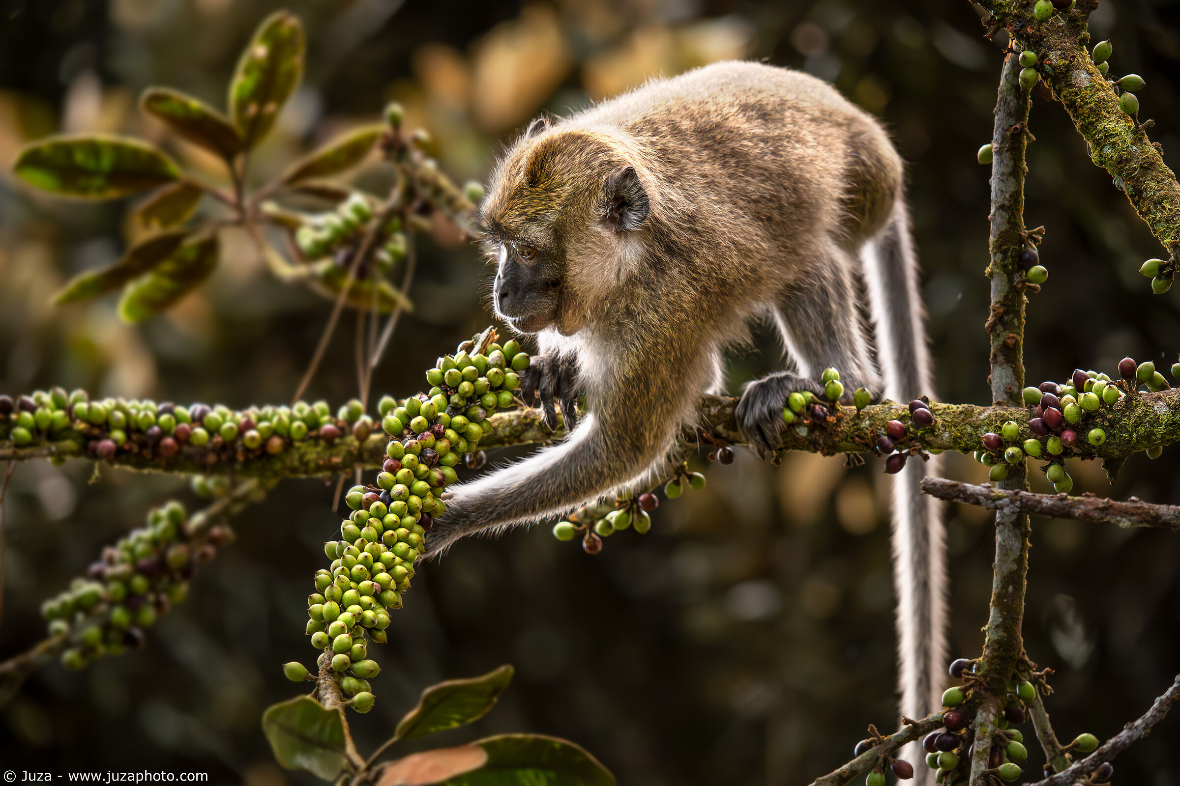 Il pranzo del macaco
