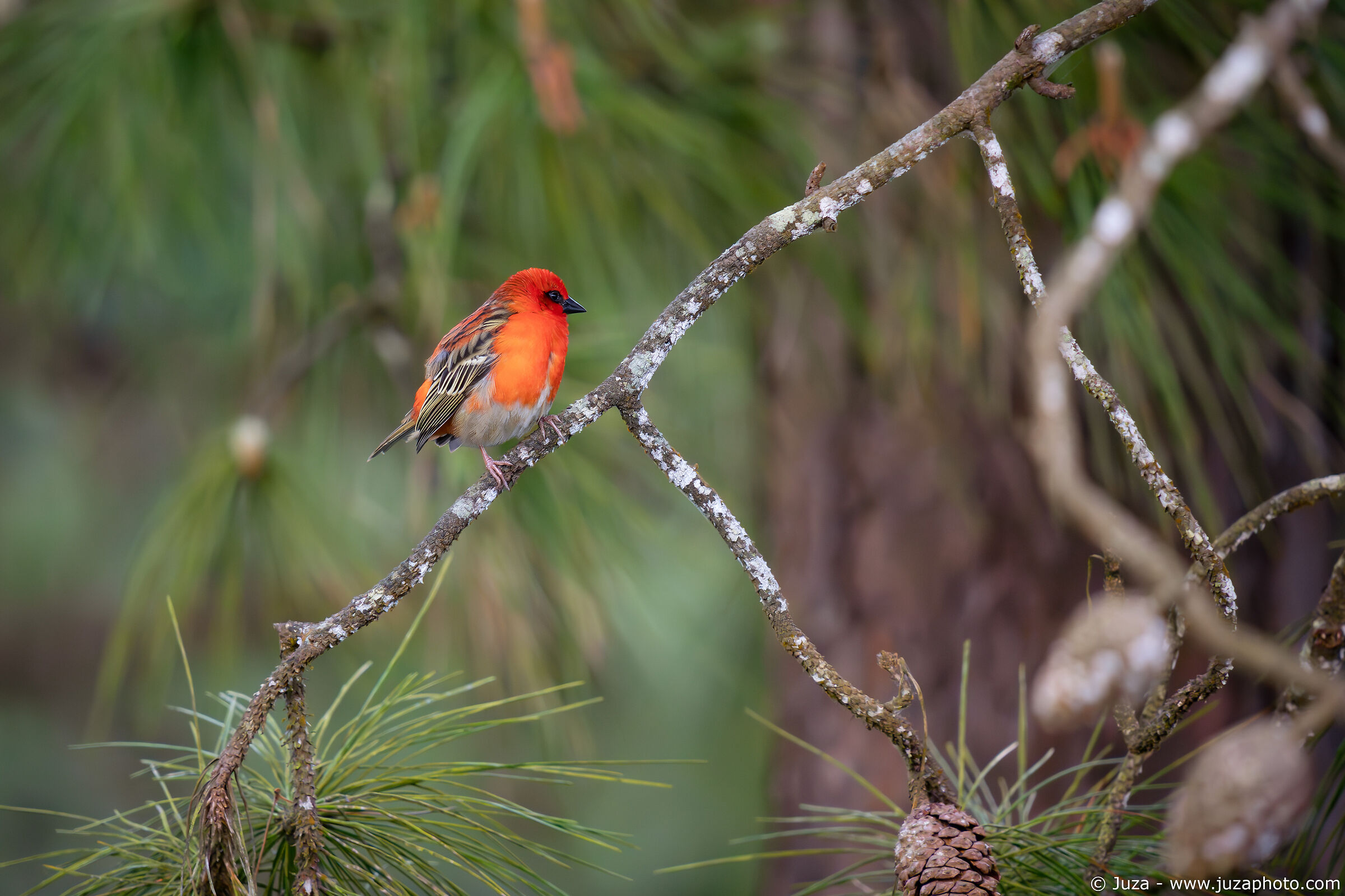 Weaver among fir trees