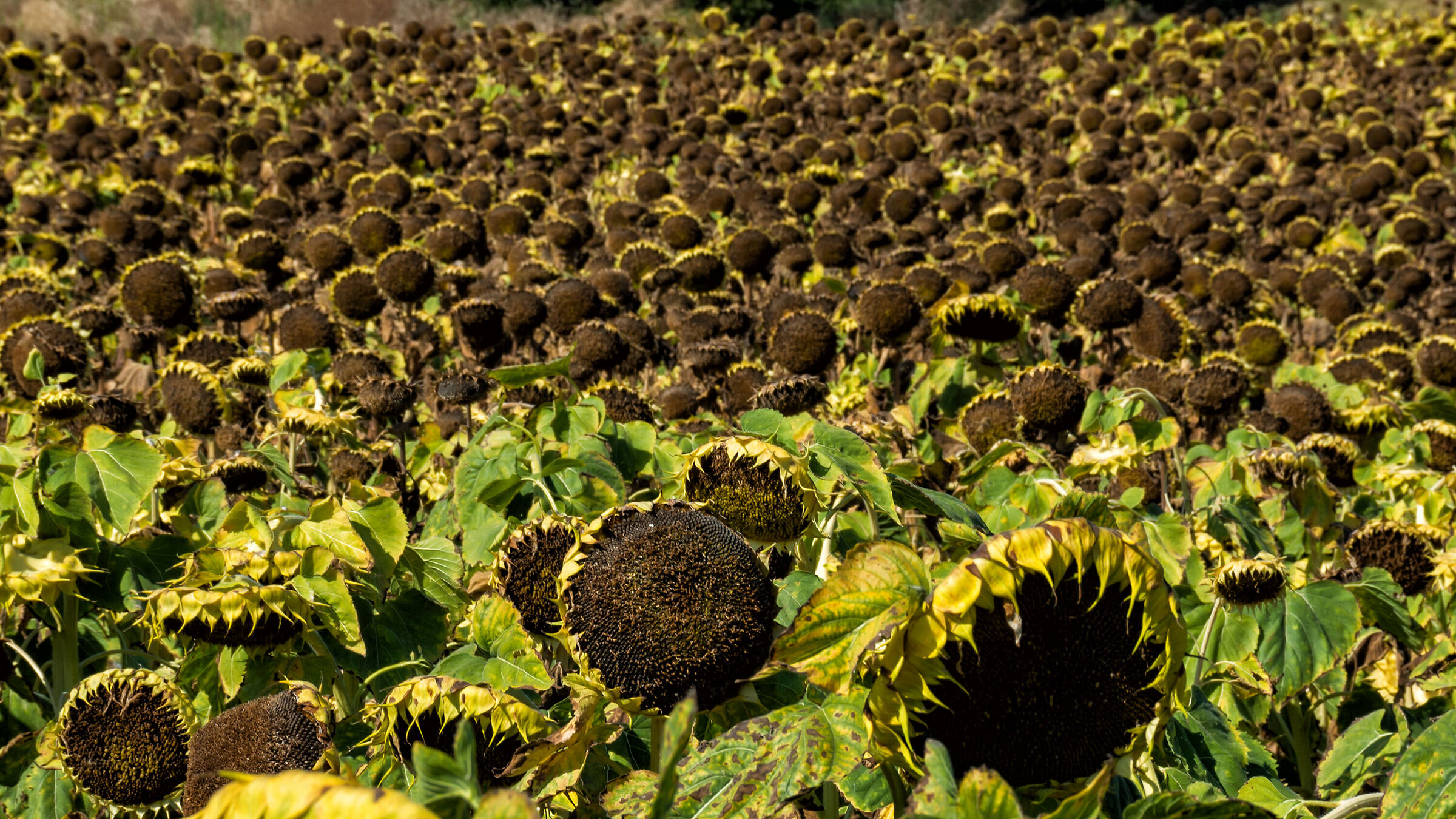 La distesa degli ex girasoli
