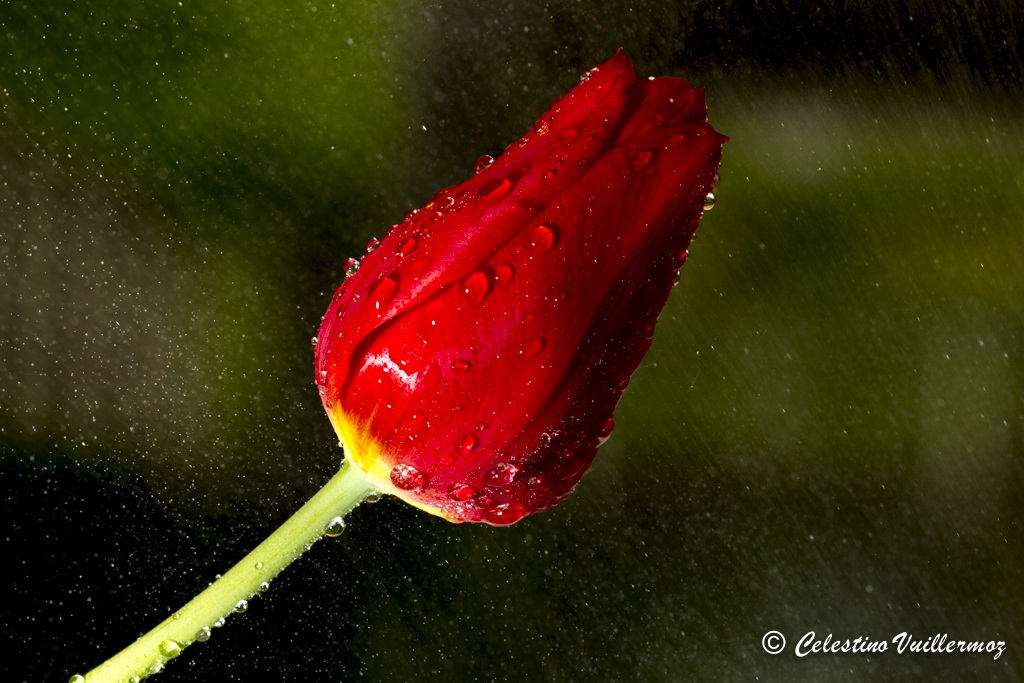 Tulipano sotto la pioggia