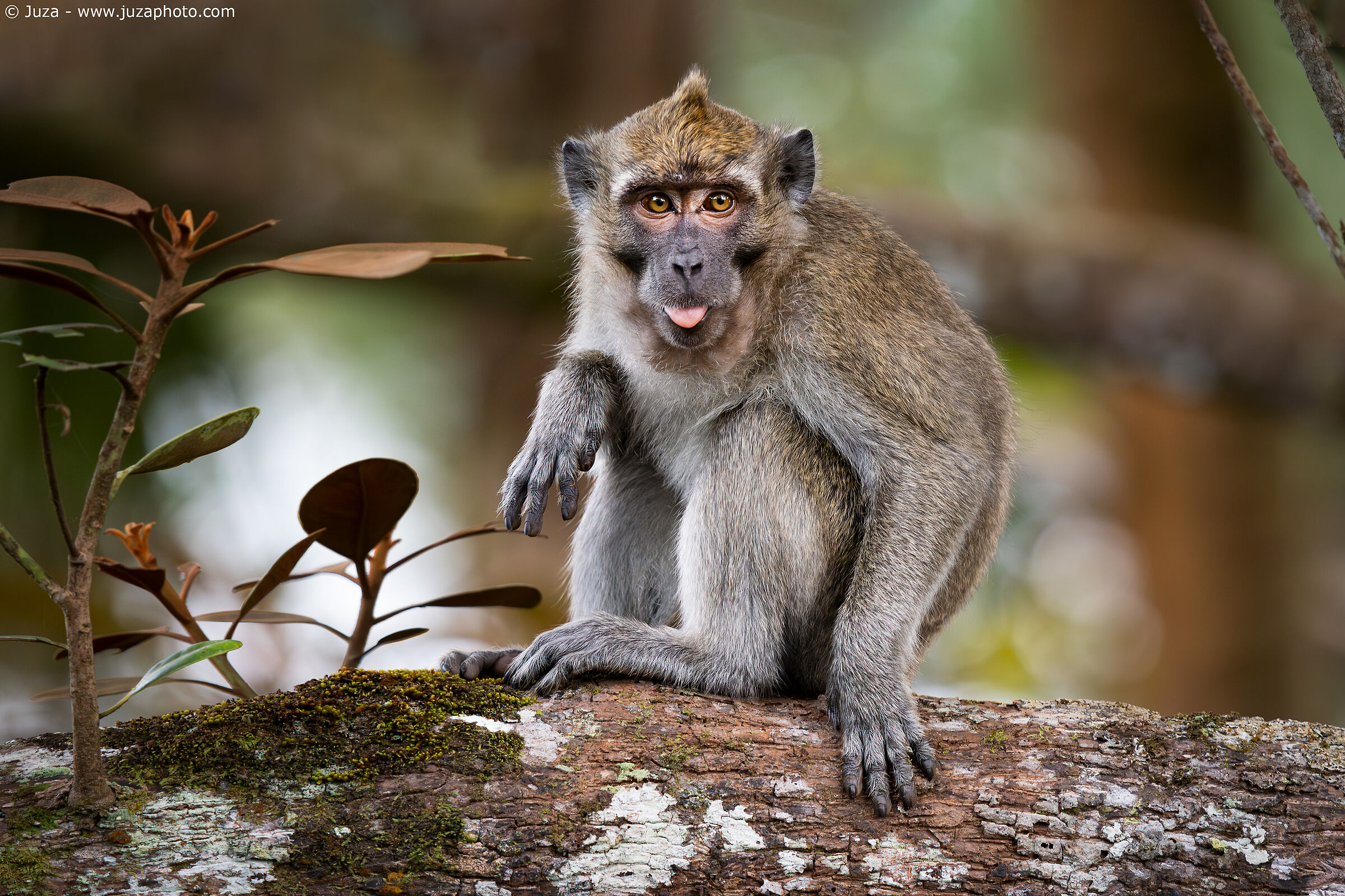 The tongue of the macaque