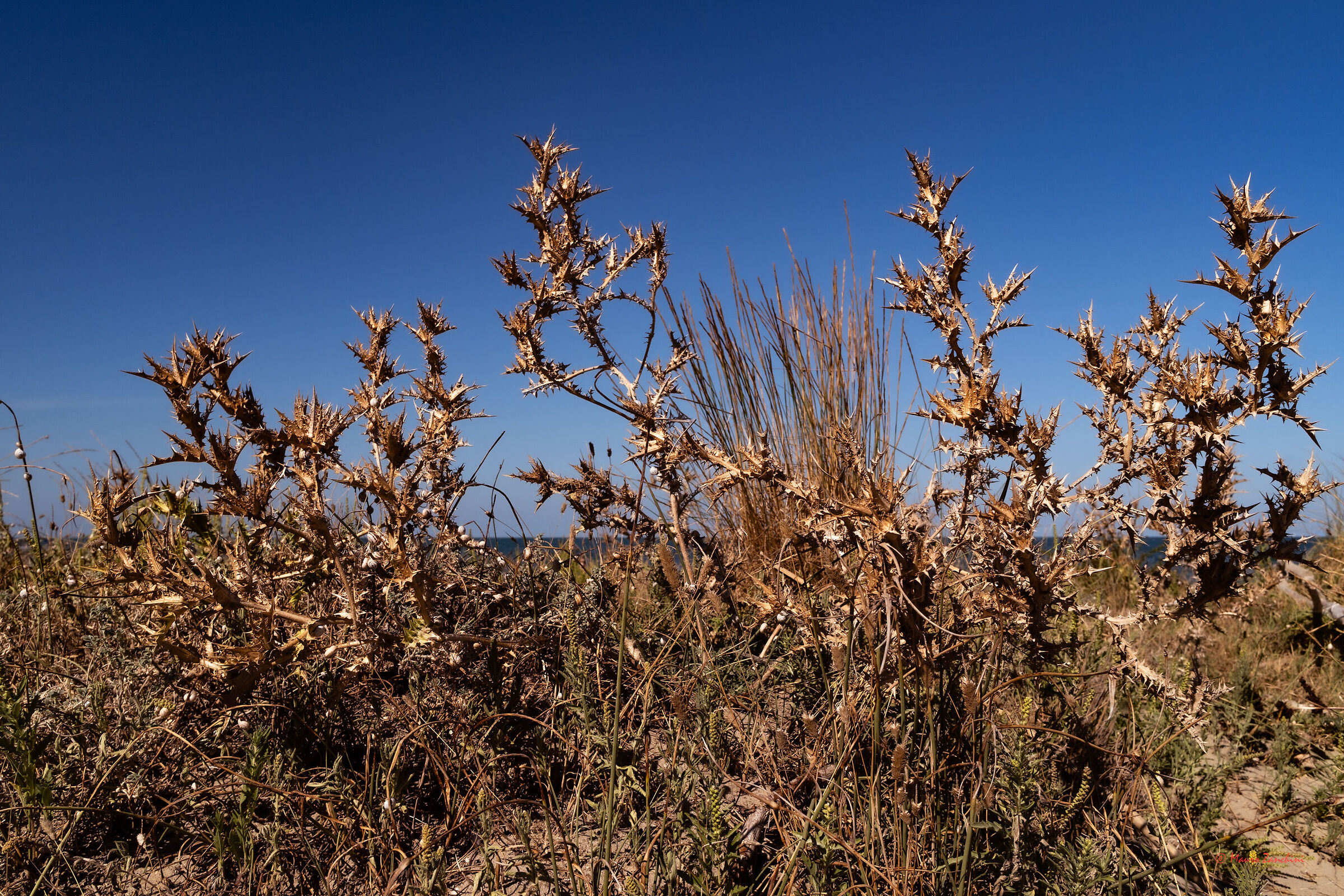 Vegetation born on sand dunes