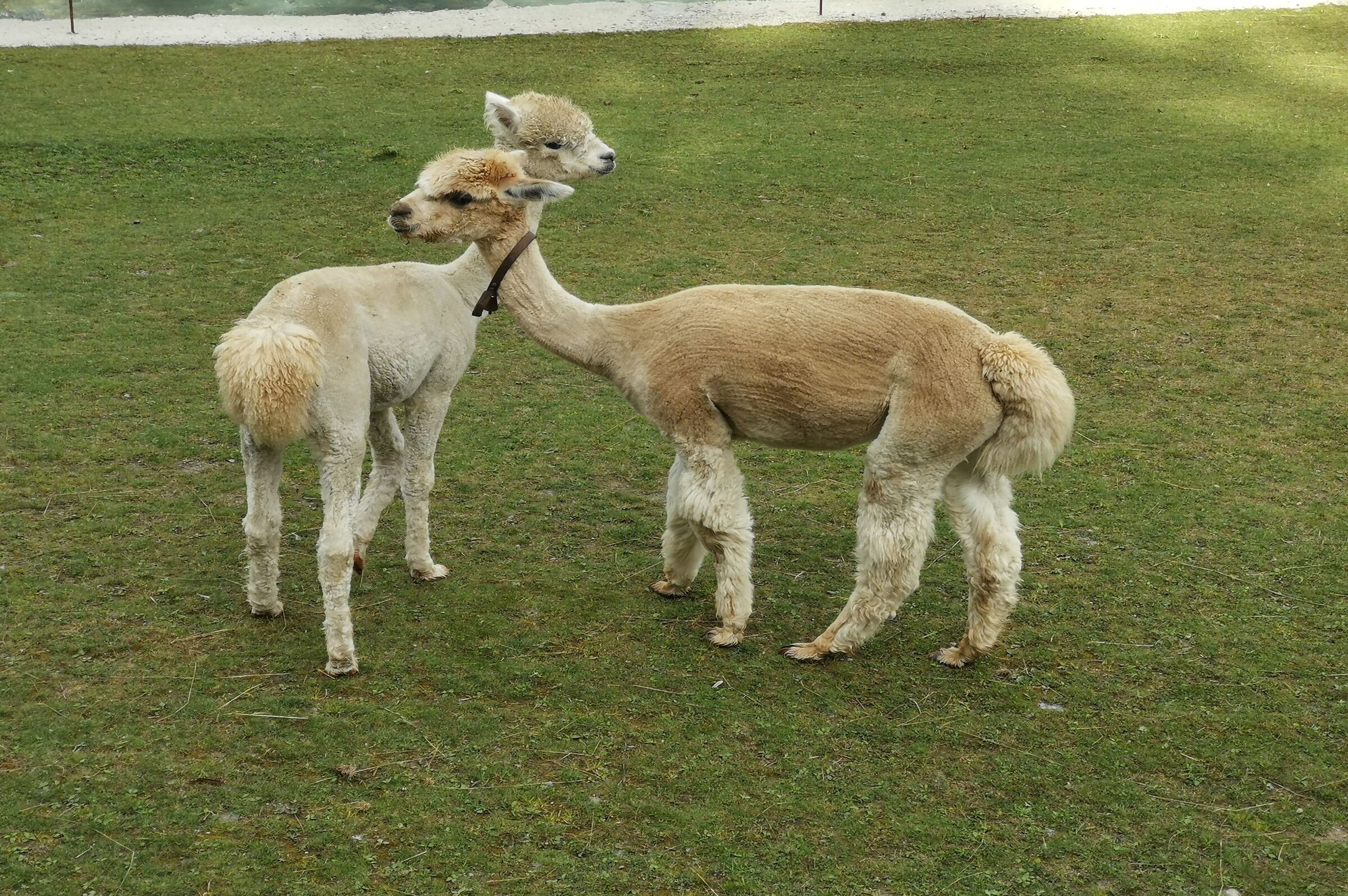 Two pretty Alpacas in Val d'Ayas (Aosta Valley)