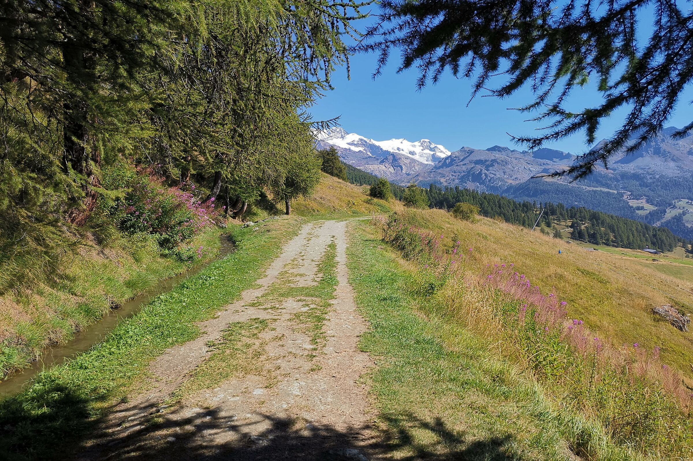 Trail in Val d'Ayas (Aosta Valley)