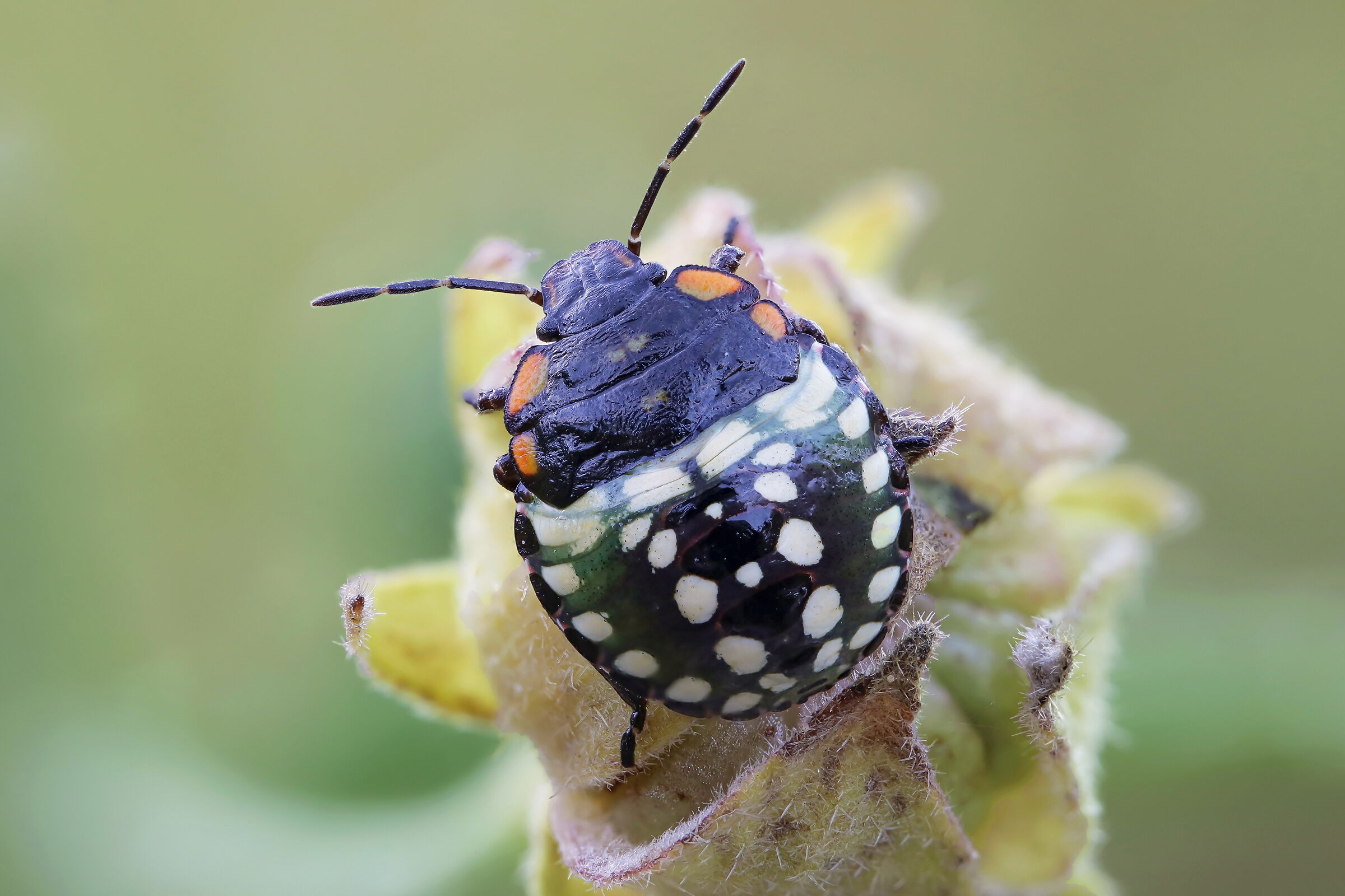 Nymph of Nezara viridula
