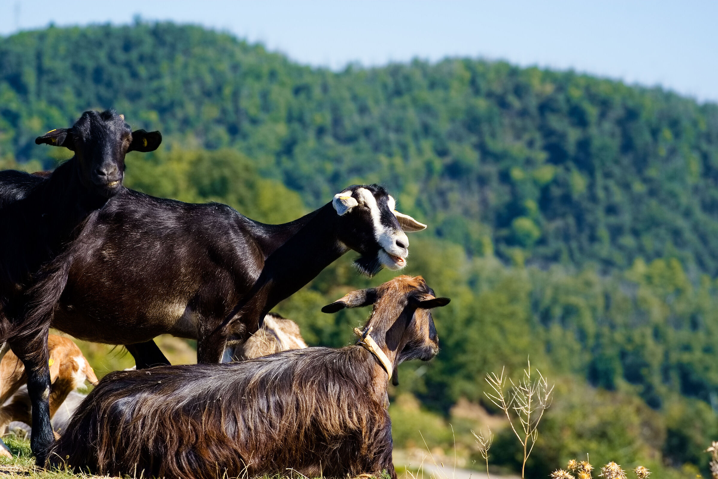 Il nostro Habitat di vacanza, La montagna.