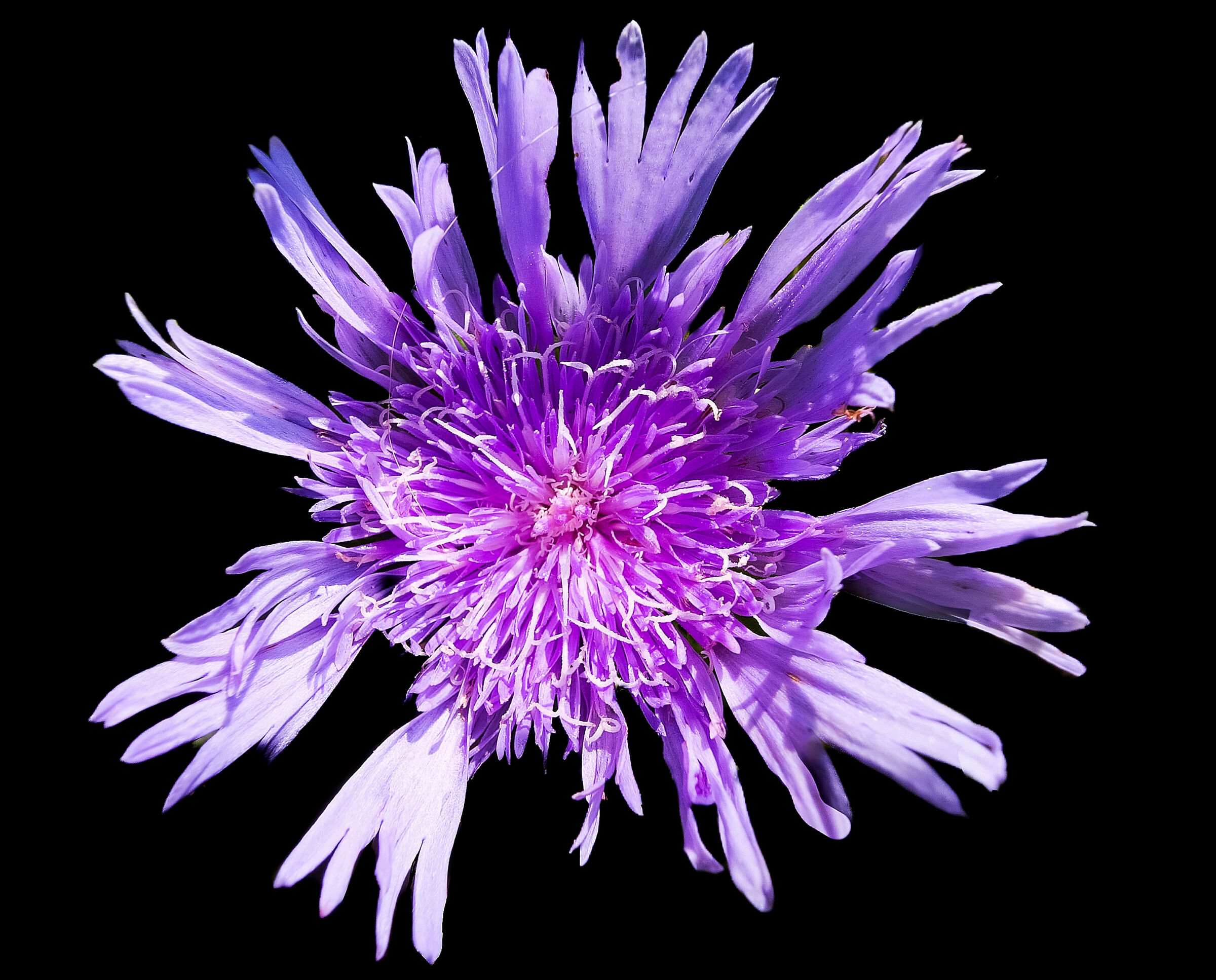Stokesia Laevis