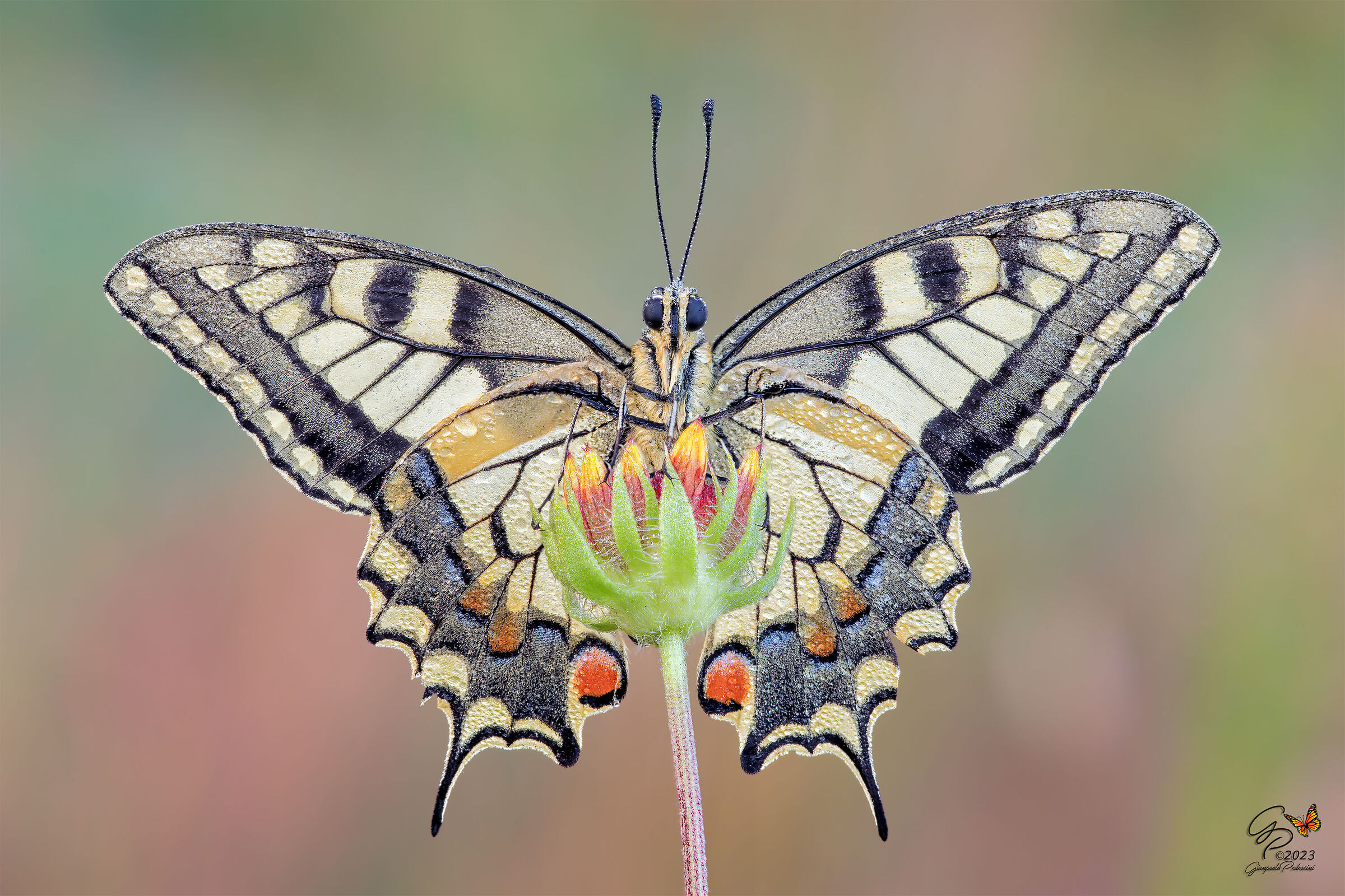 End-of-season Macaone