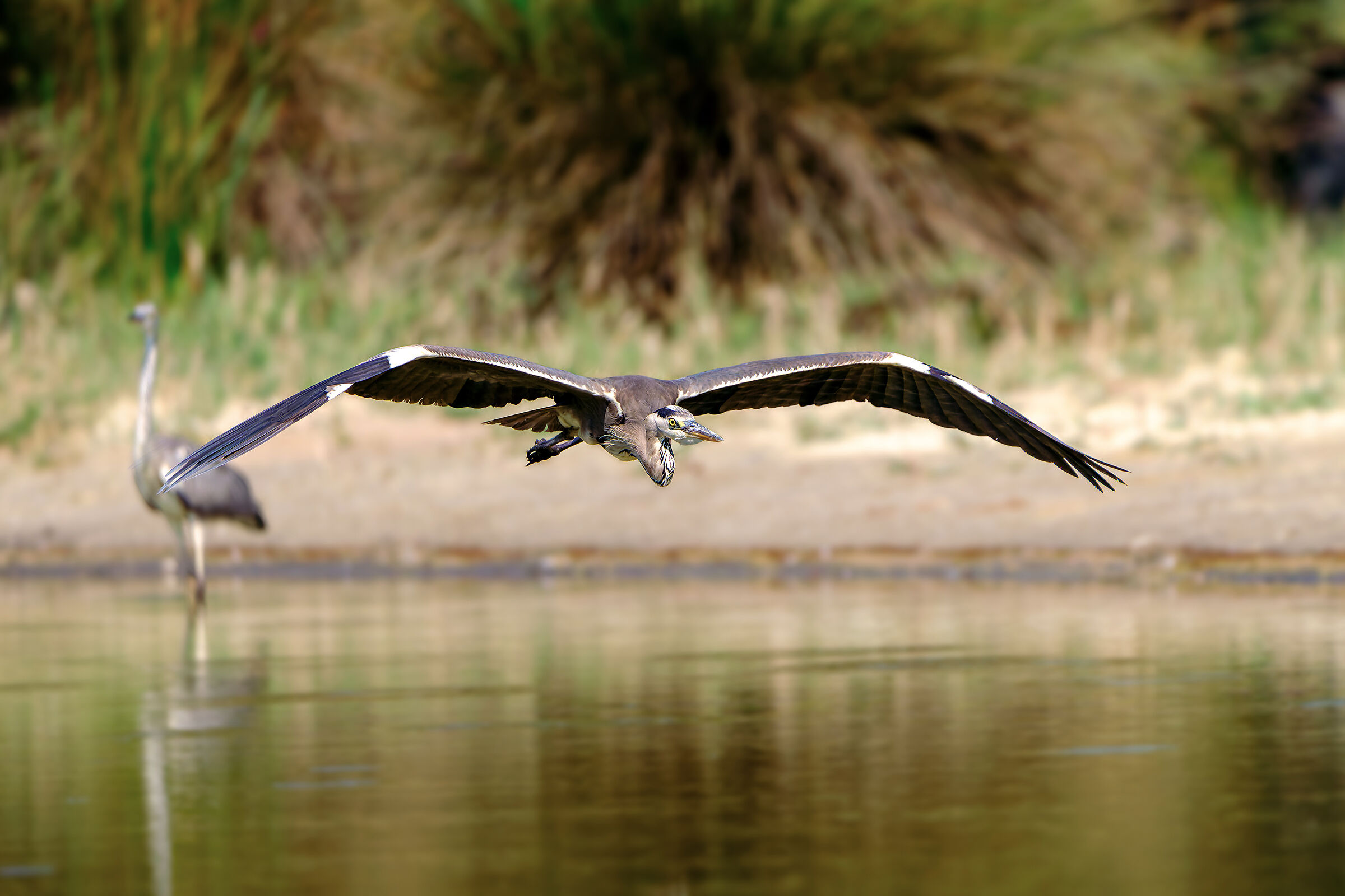Nel regno degli aironi