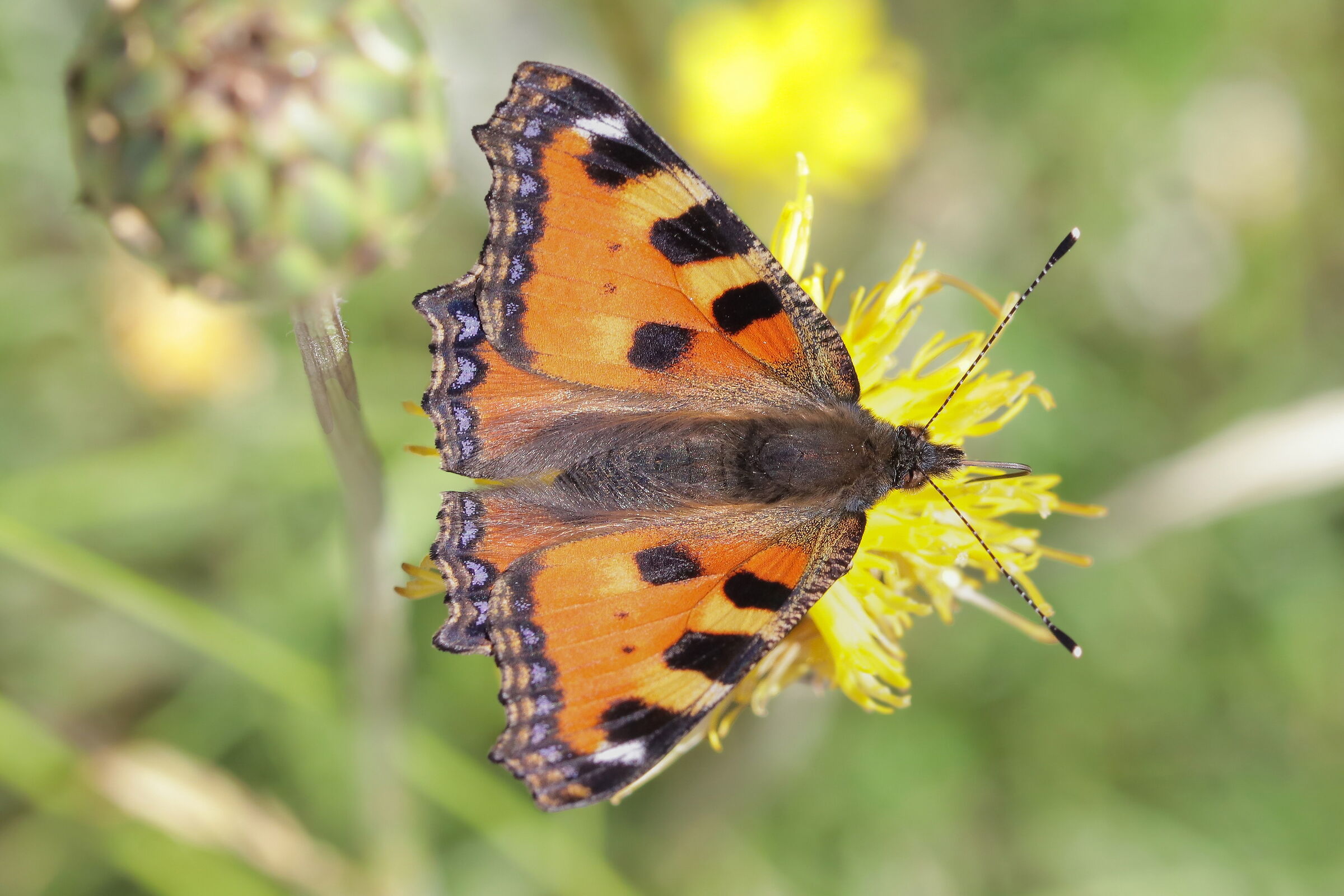 Aglais urticae