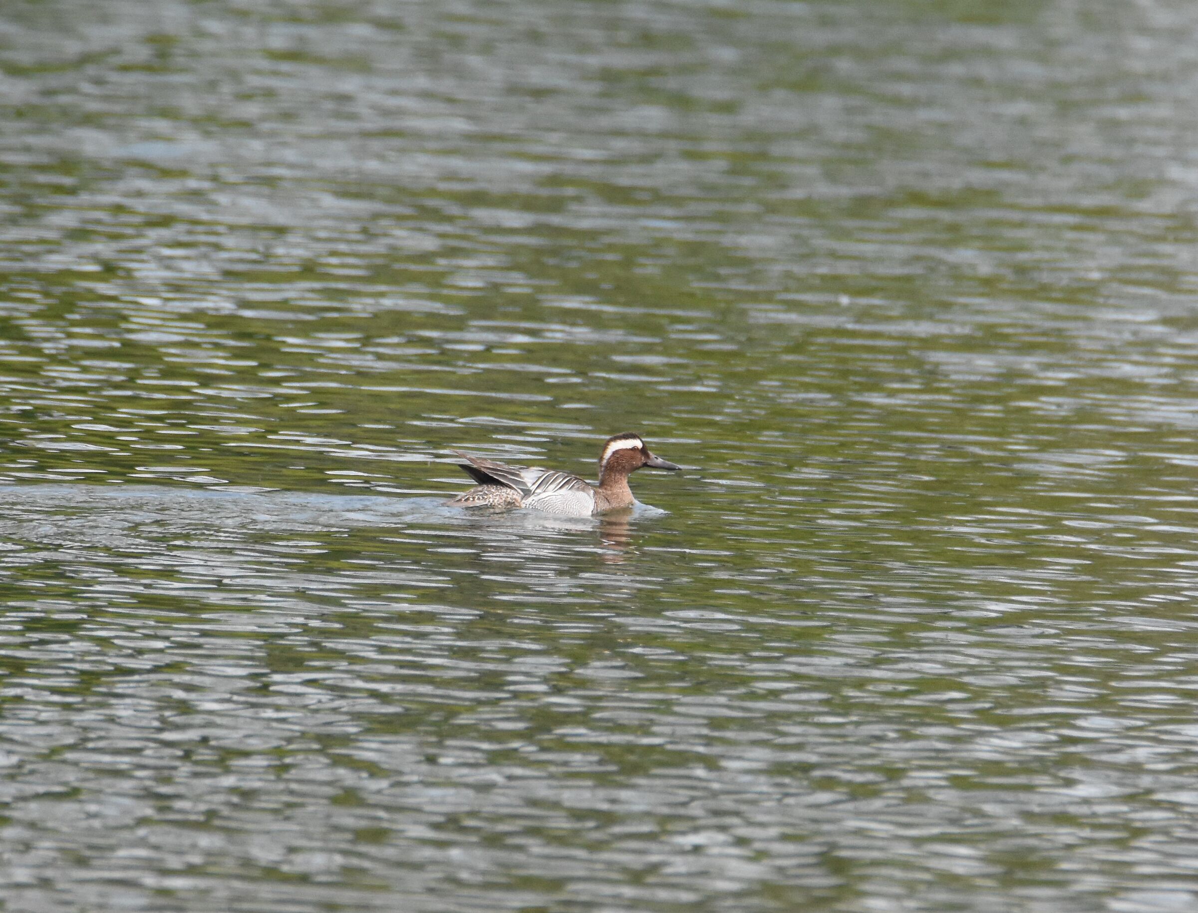 GARGANEY
