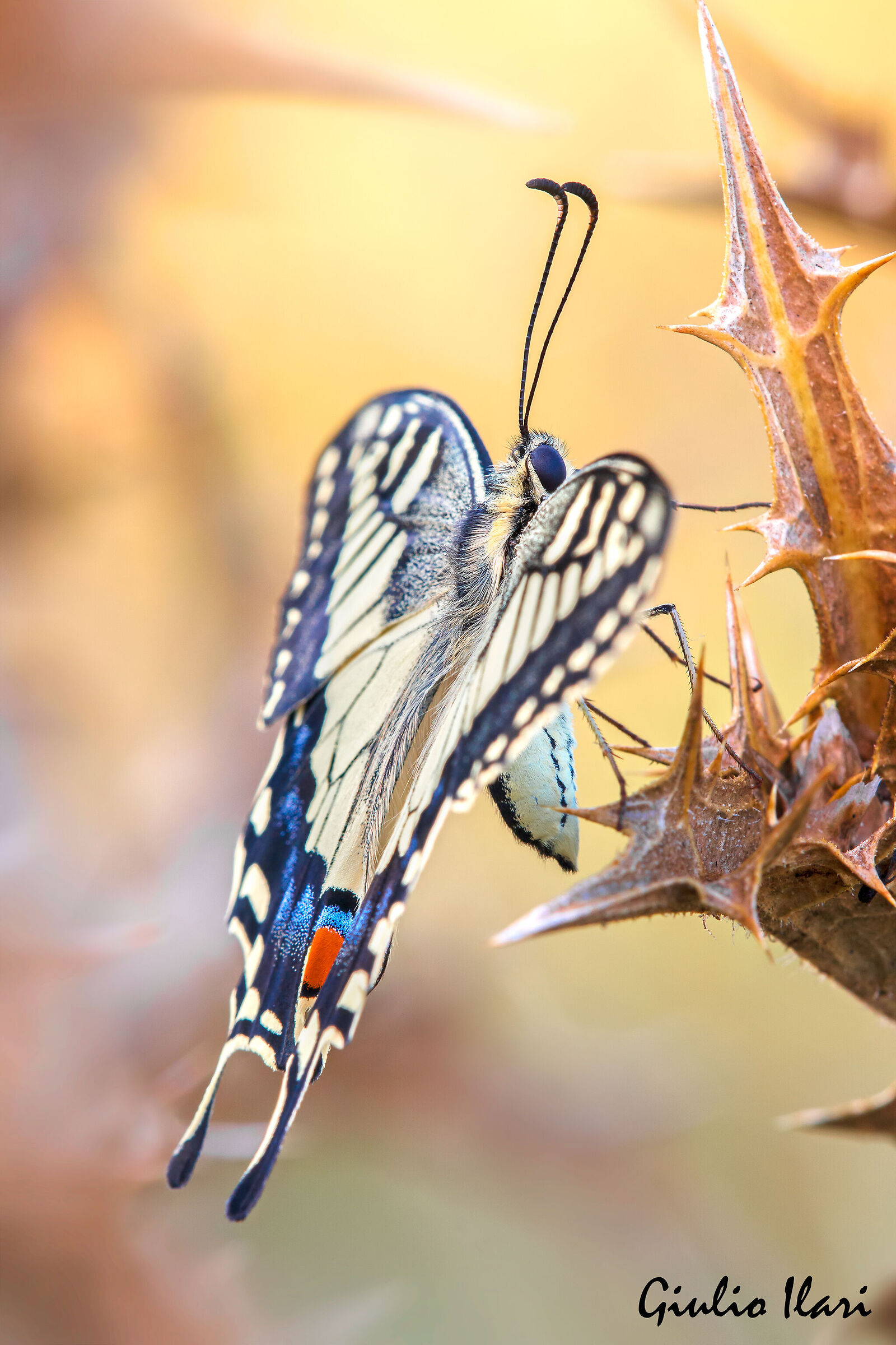 Swallowtail
