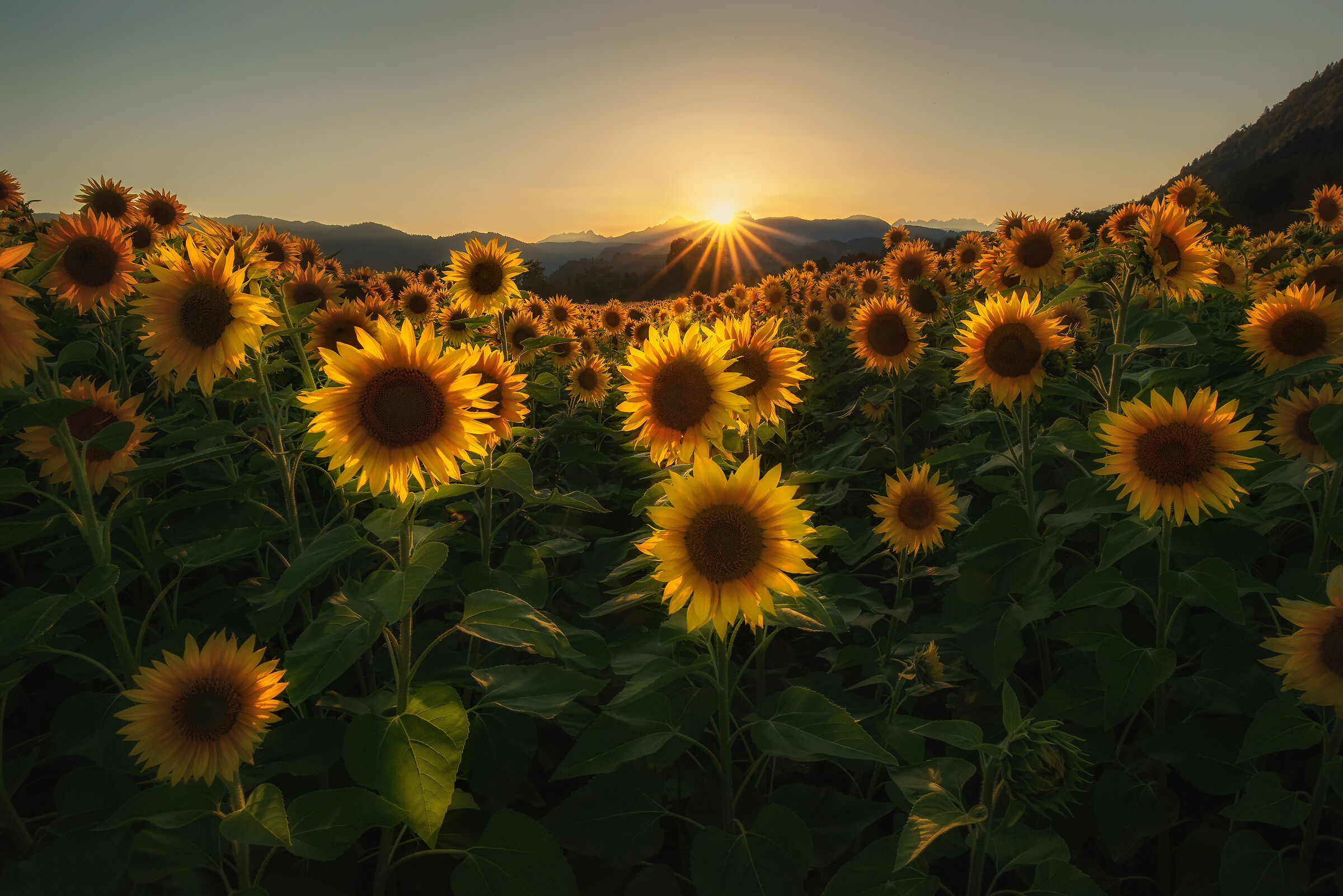 Sunflowers with Julian Alps in the background