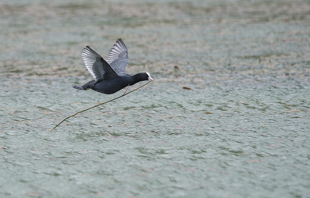 la costruzione del nido