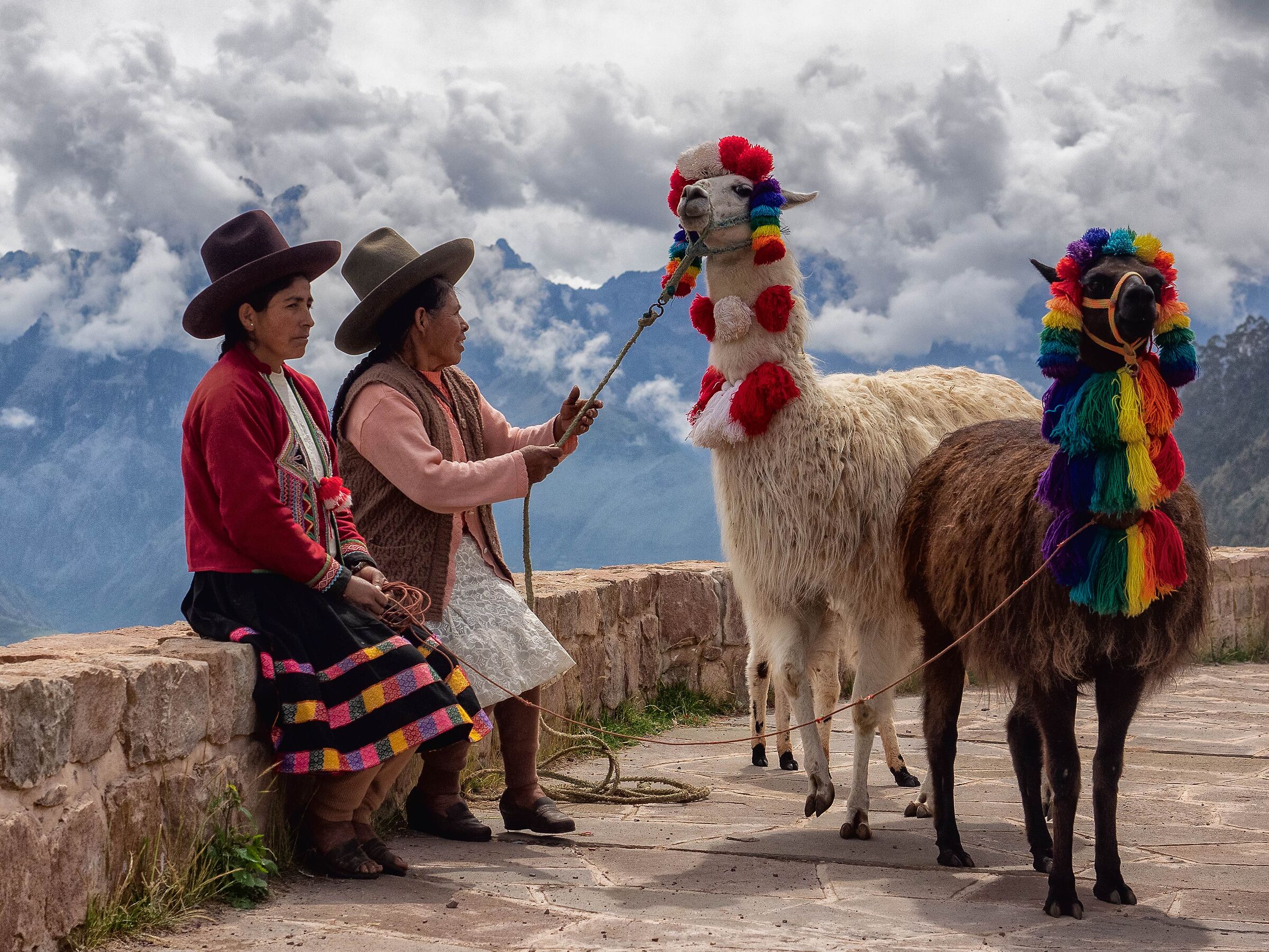 Alpaca and blade posing