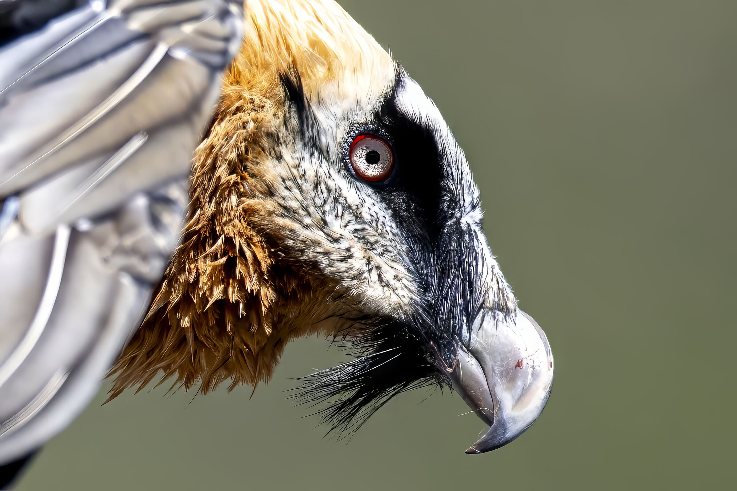 Bearded vulture