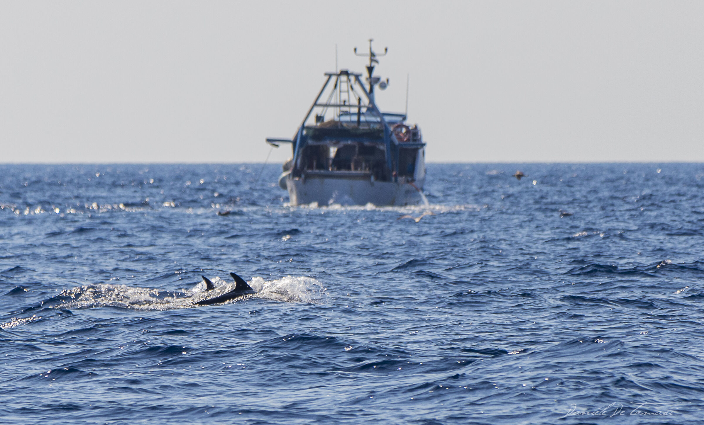Dolphins hunting
