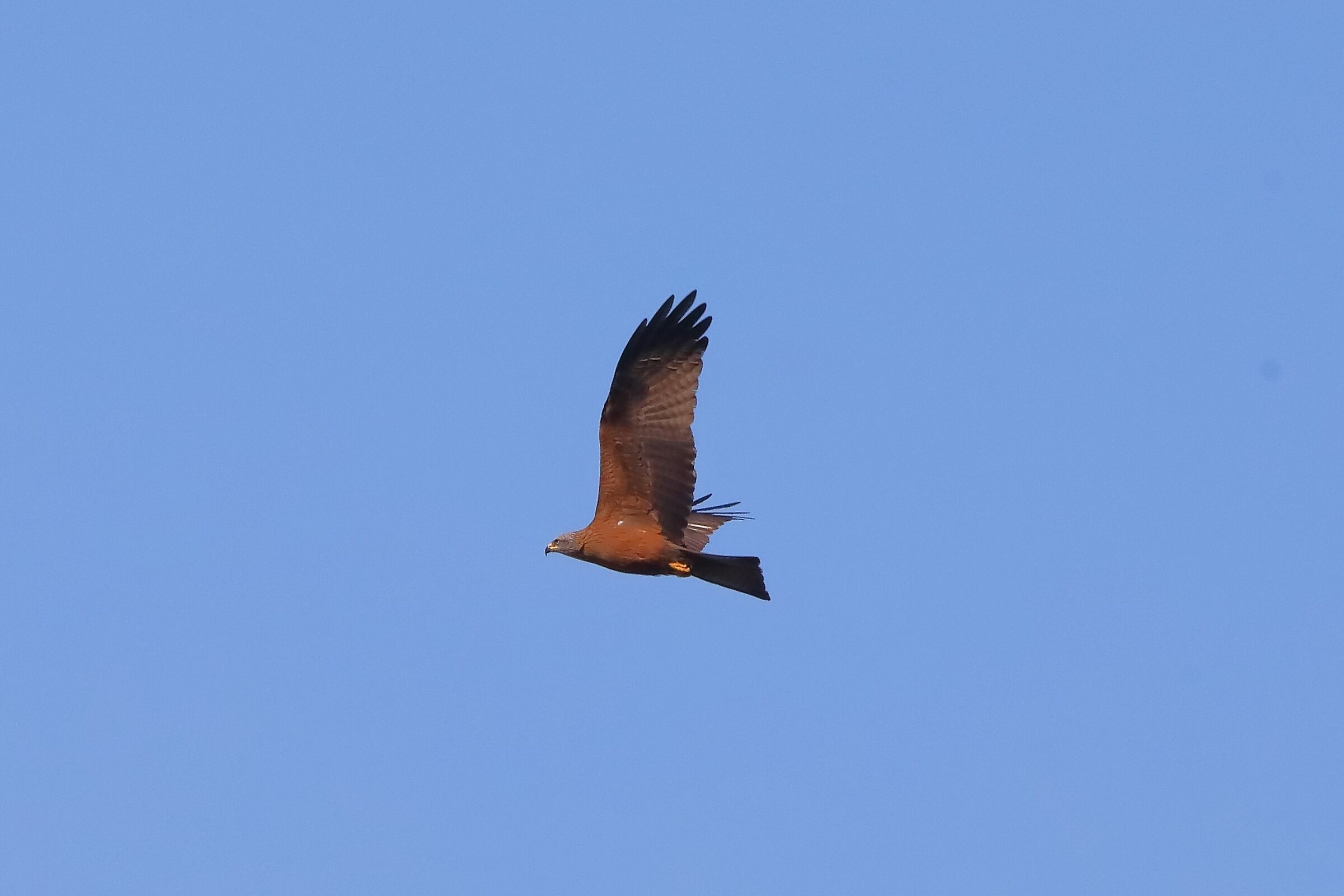 Nibbio bruno 16-04-2023