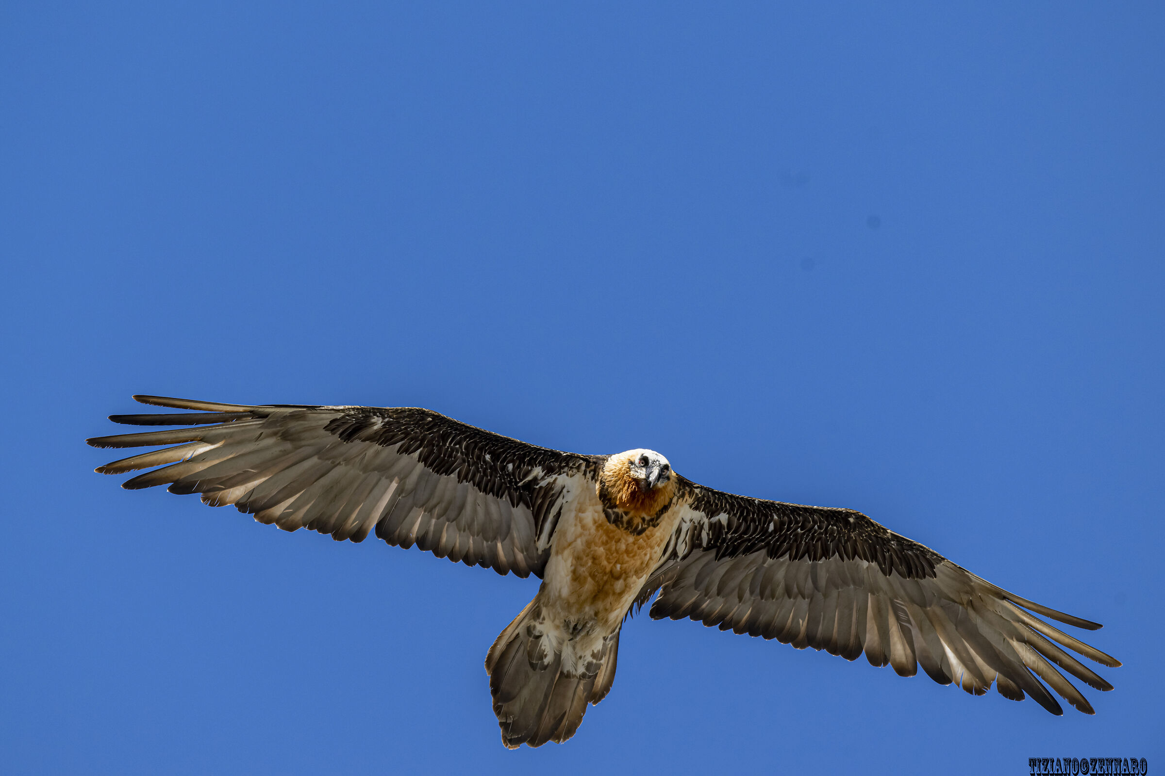 Bearded vulture