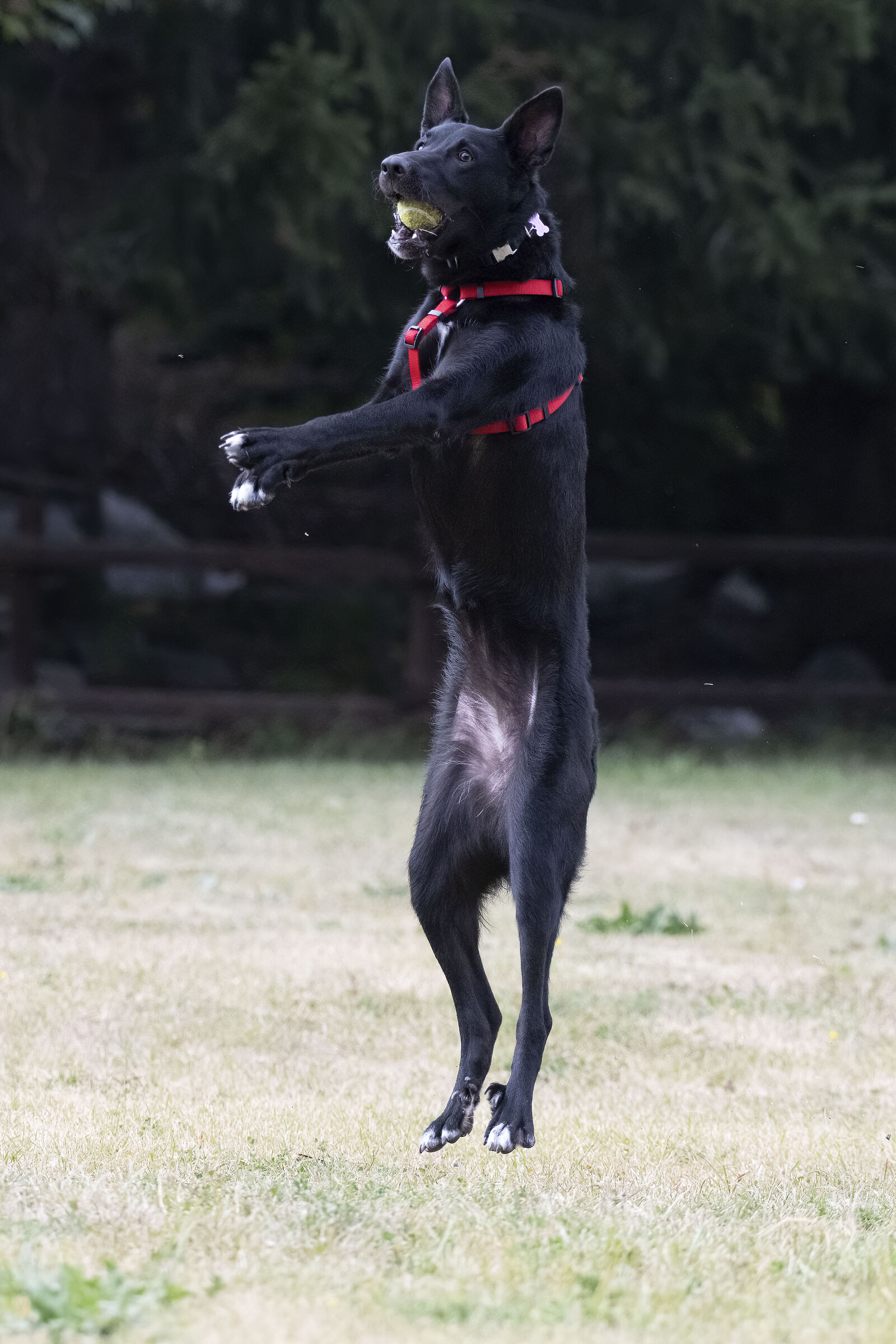 The flying Georgia (II)